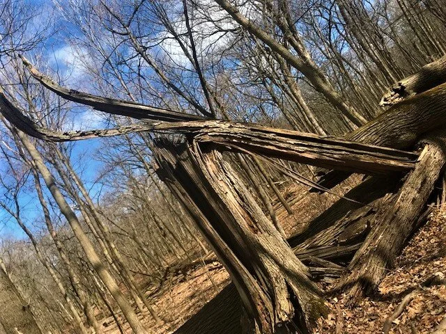 Admire nature's sculptures...