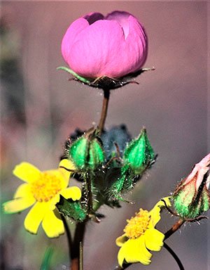 desert-five-spot-w-coreopsis.jpg