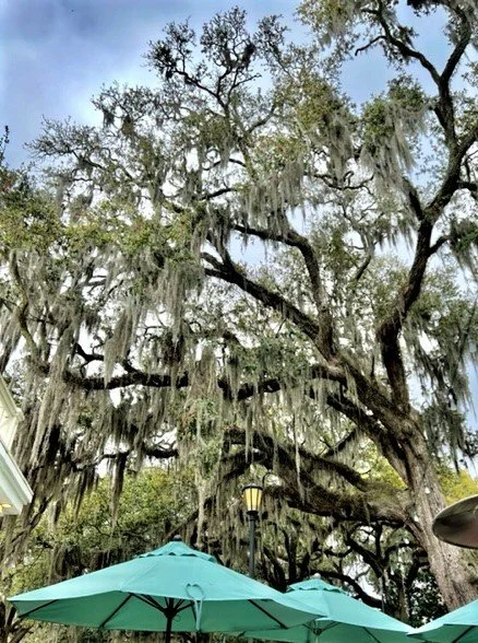 Exploring Epiphytes in Savannah