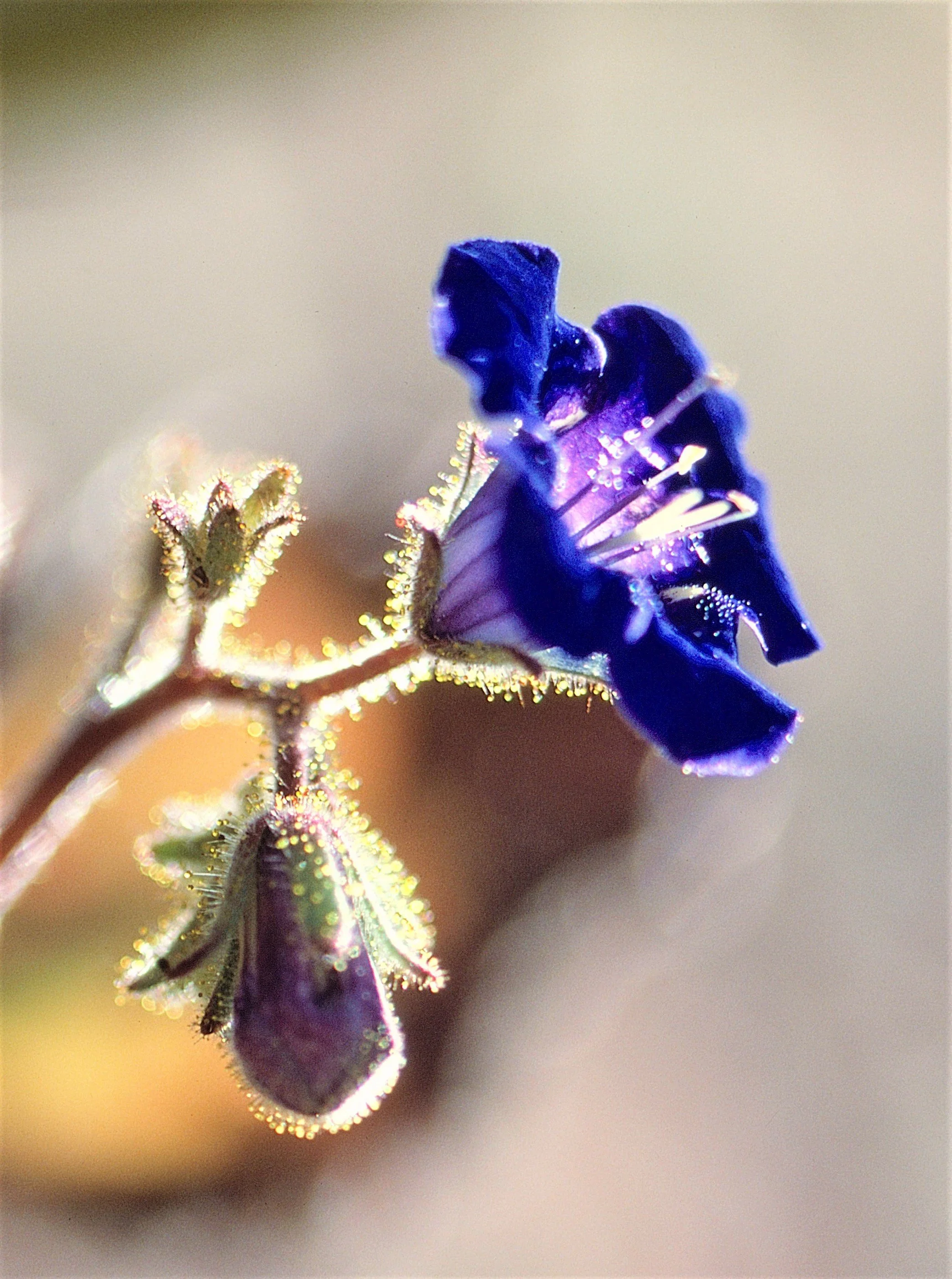 Desert Bluebells