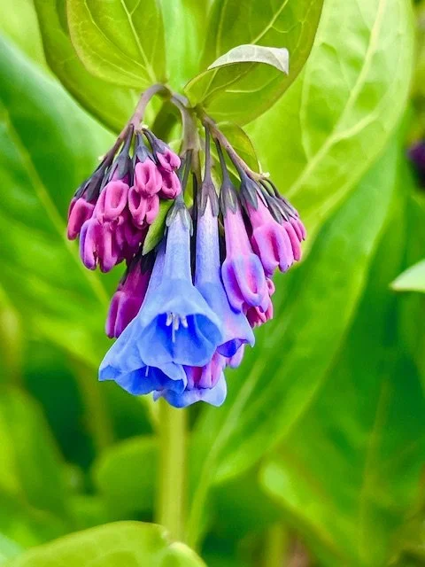 Virginia Bluebells