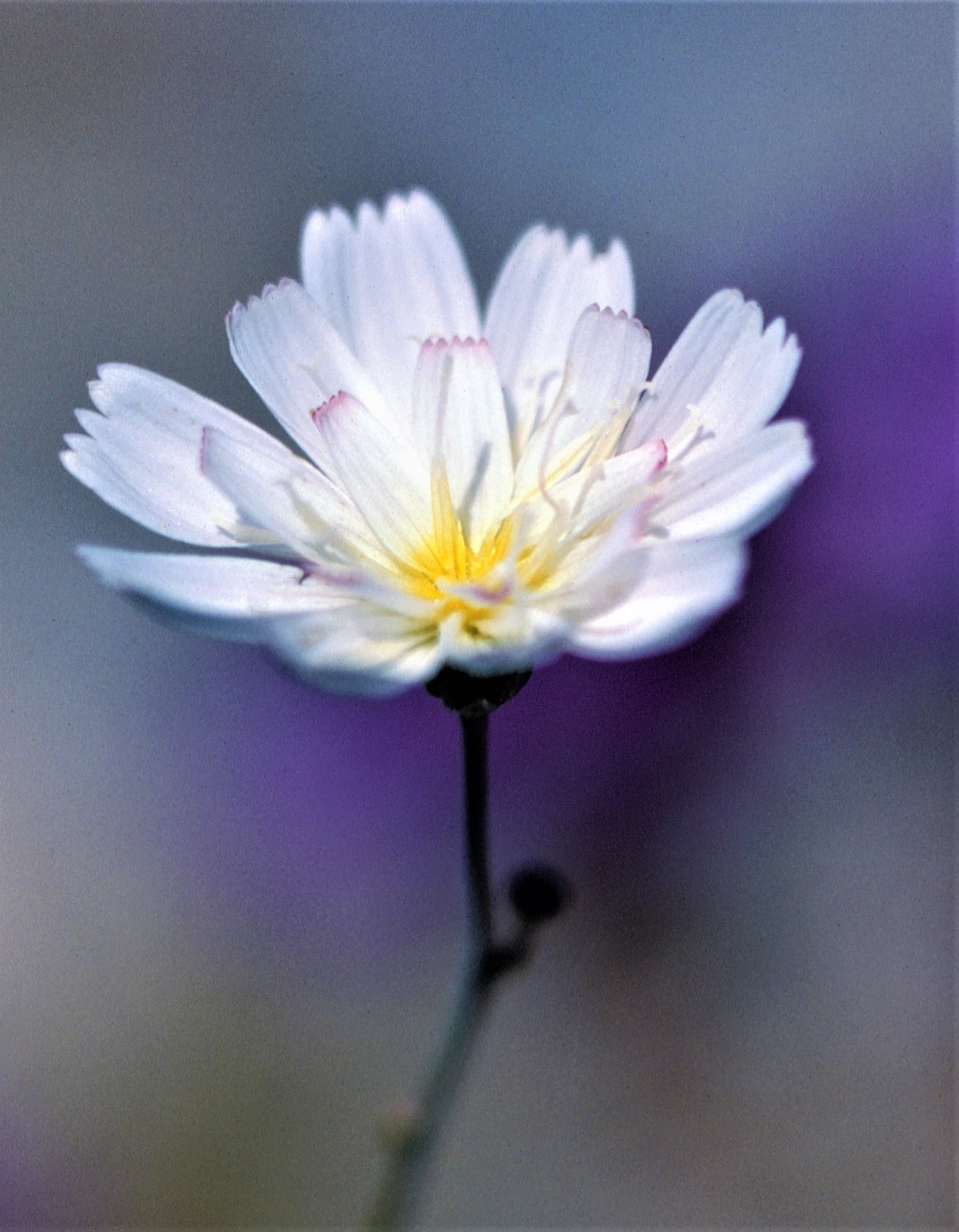 February Calendar Flower Gravel Ghost — Anderson Fine Art