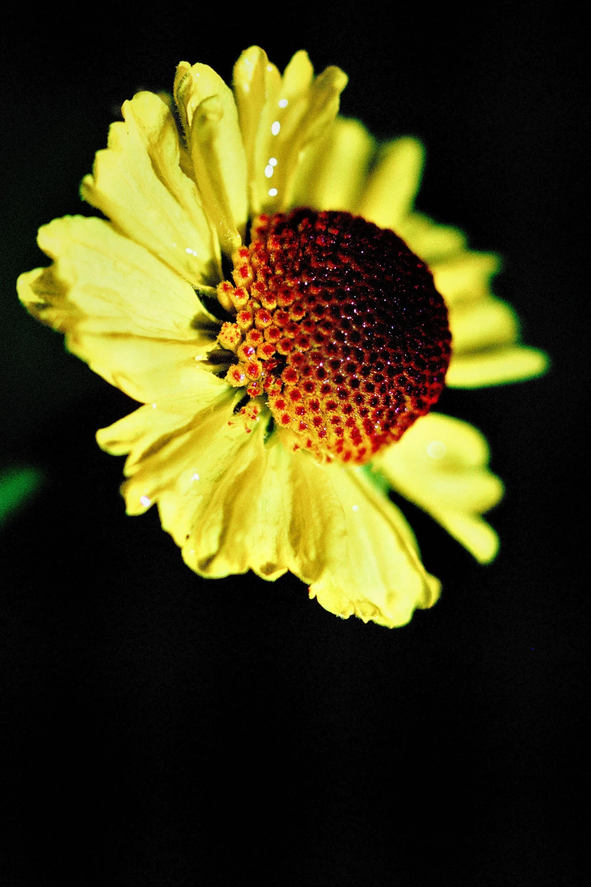 1 Jan -Bigelow Sneezeweed, Helenium bigelovii.jpg