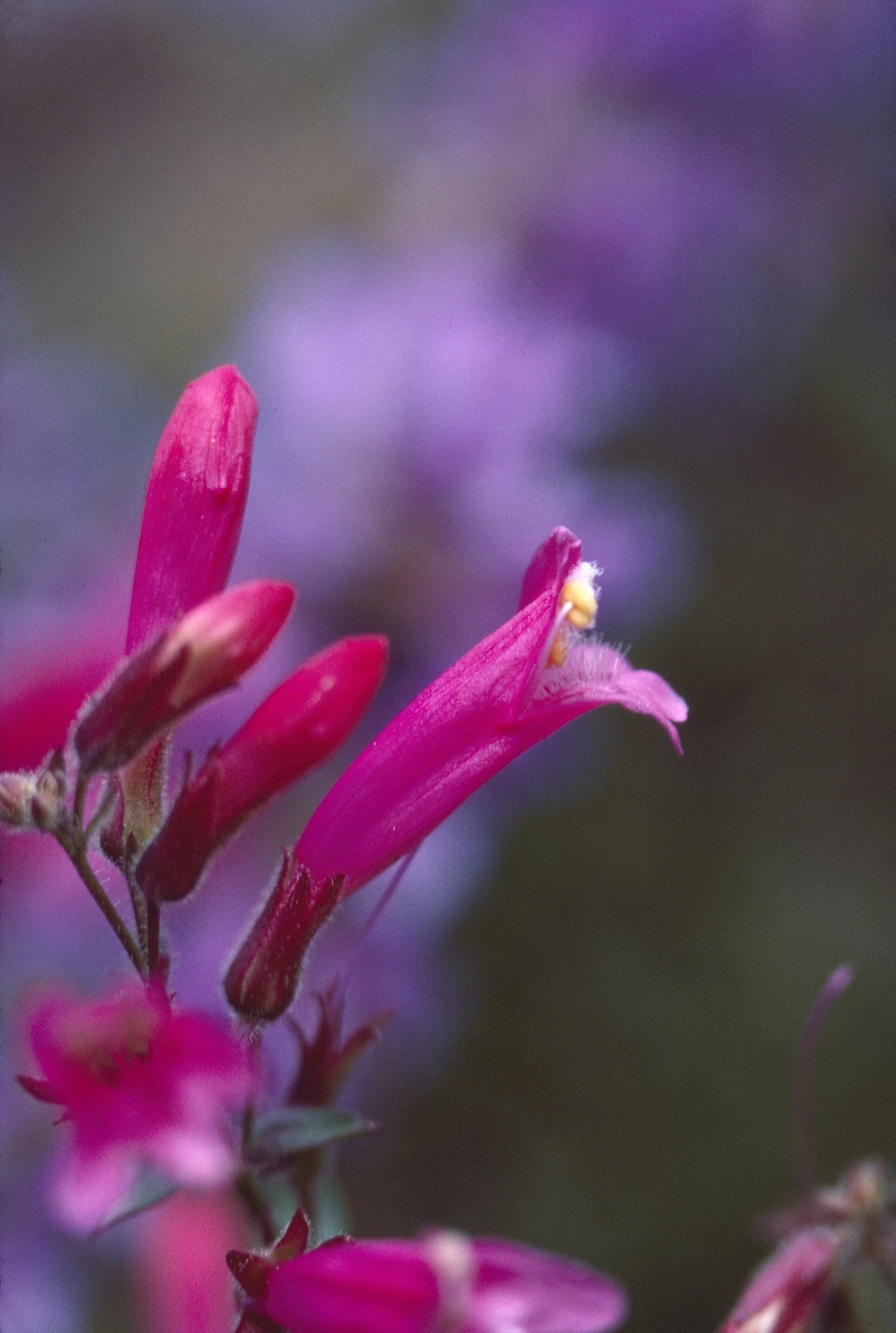 Mountain Penstemon