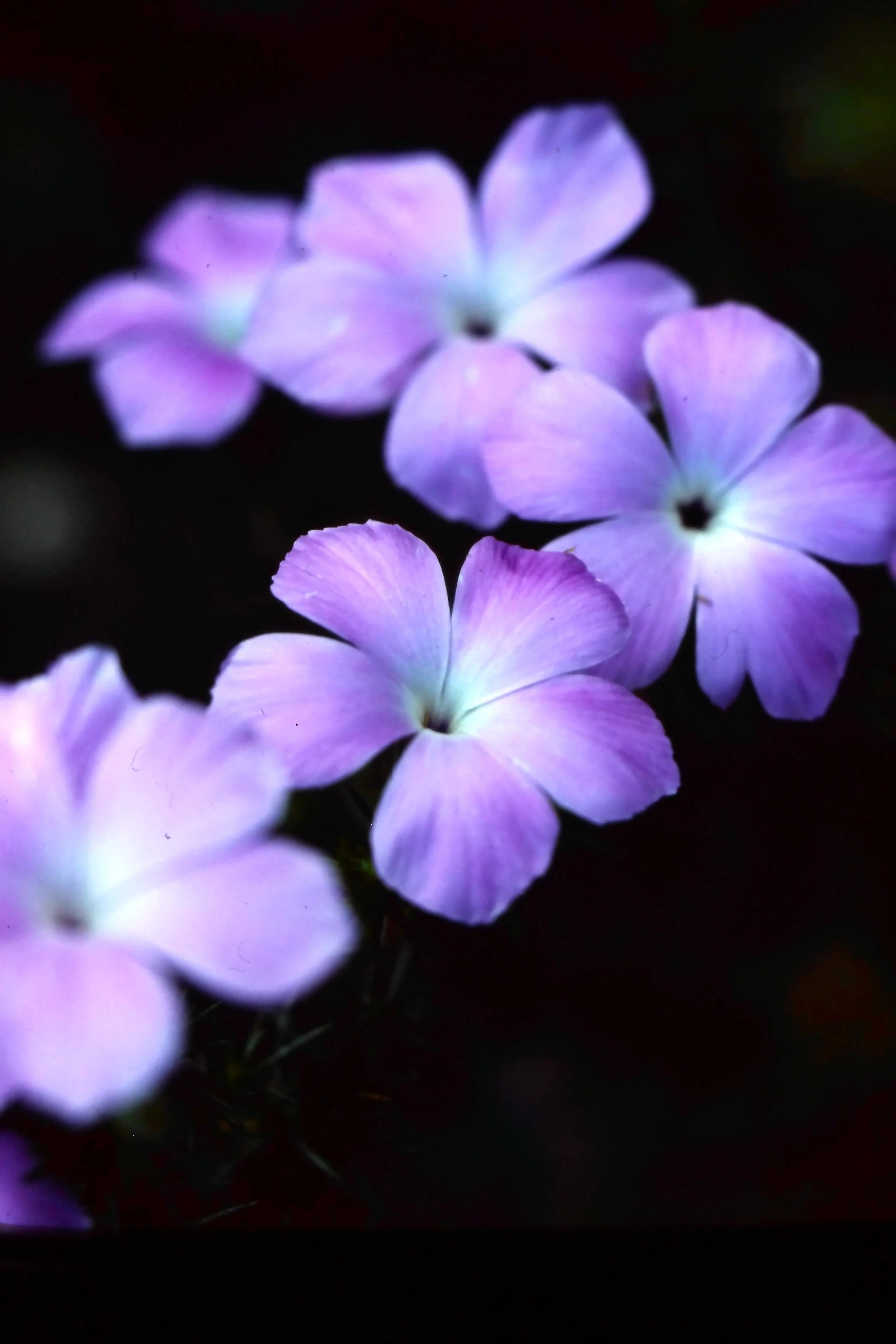 Prickly Phlox