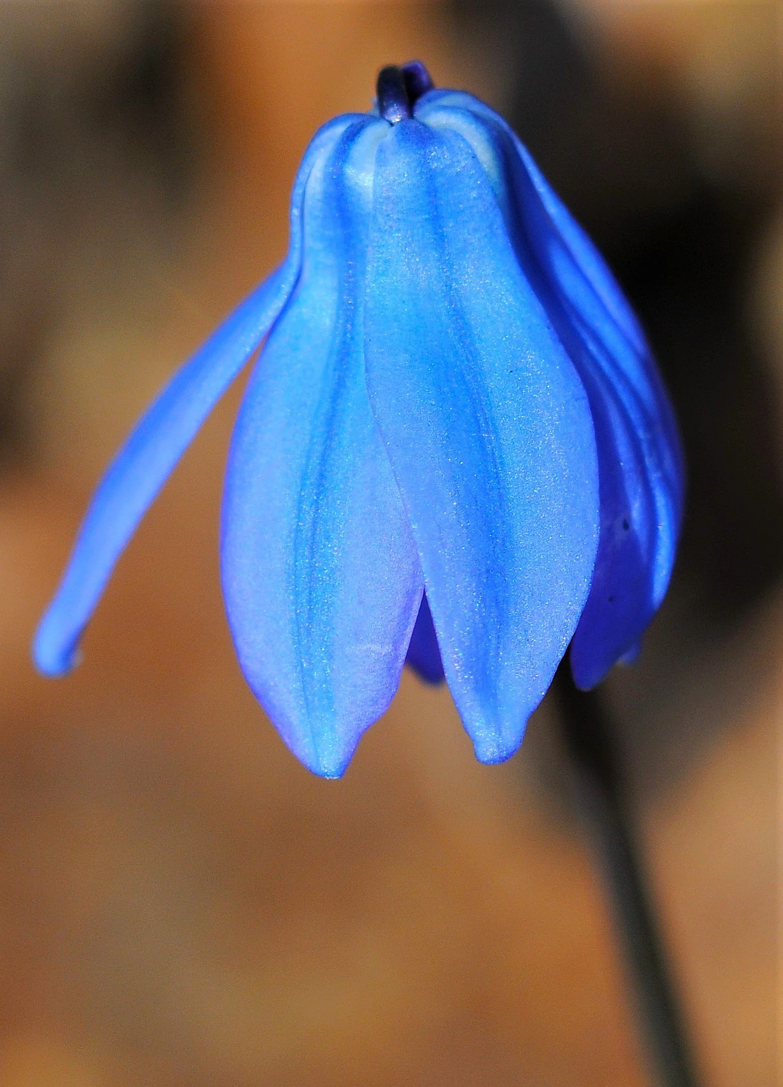 Siberian Squill
