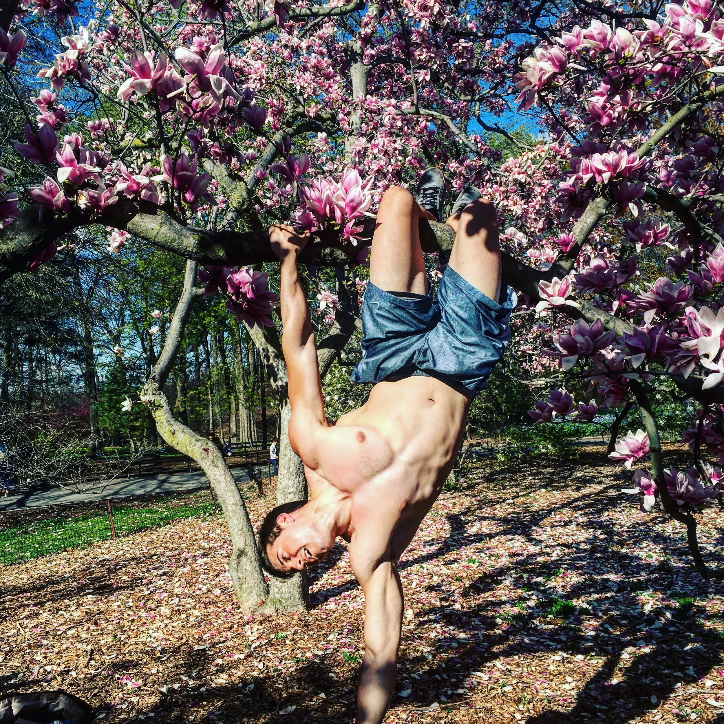 A person is sitting on a tree branch with their legs hanging down, surrounded by blooming pink and white magnolia flowers against a bright blue sky, with other people visible on the ground below.