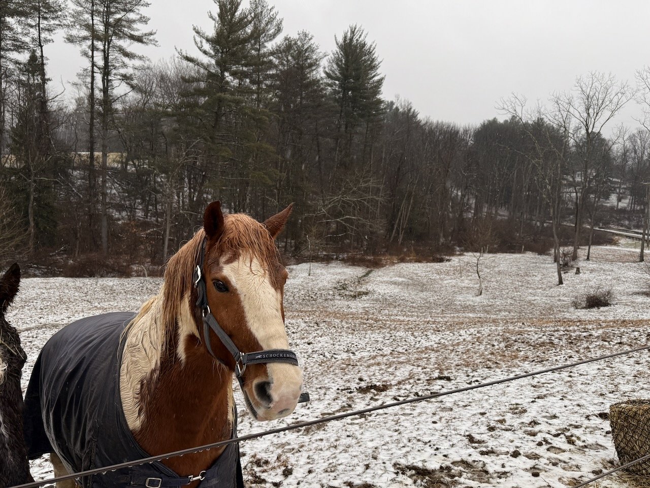 Farm horse