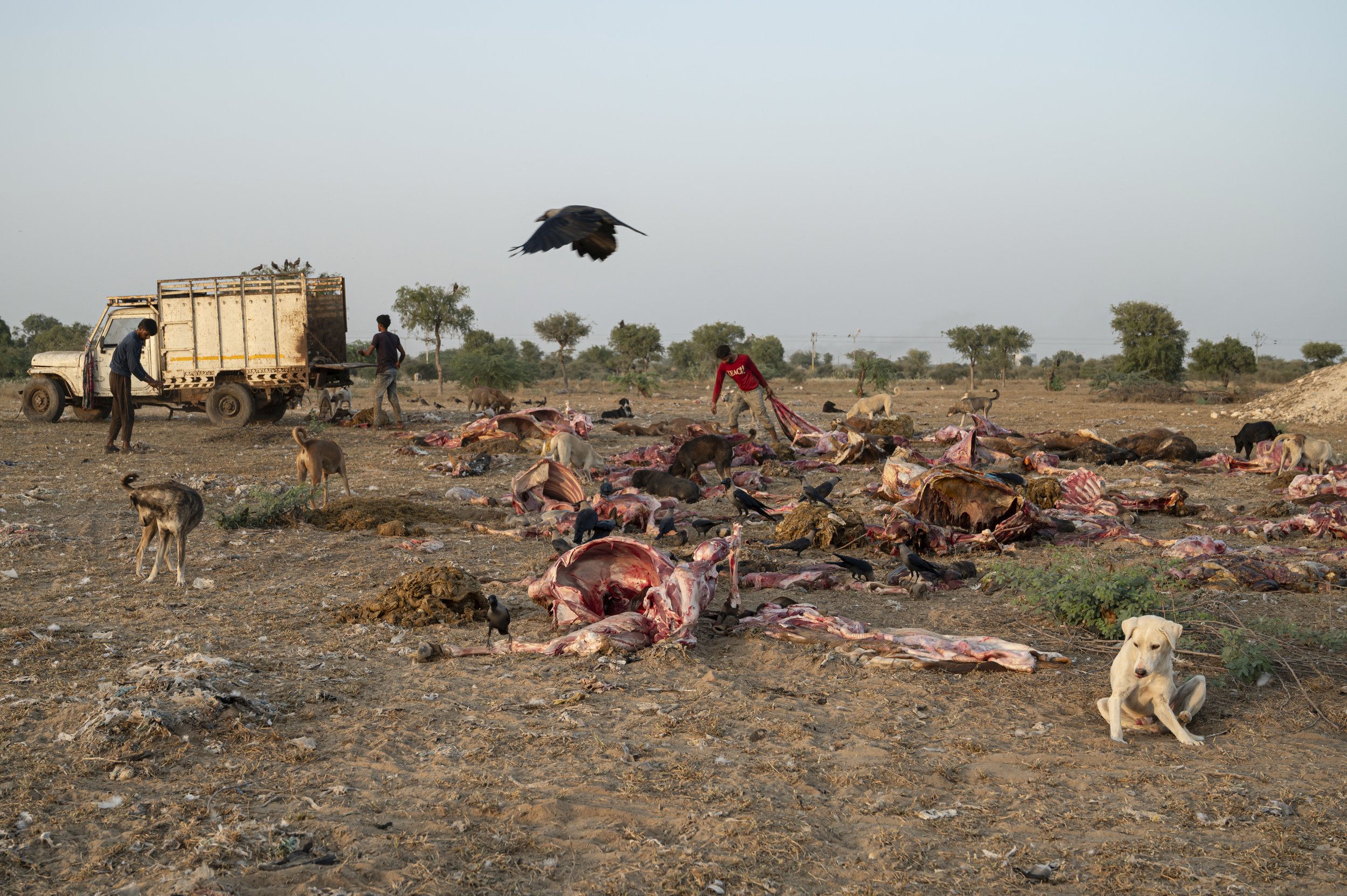 As vultures vanished, dogs multiplied, and rabies spread. Humans are living with the consequences.
