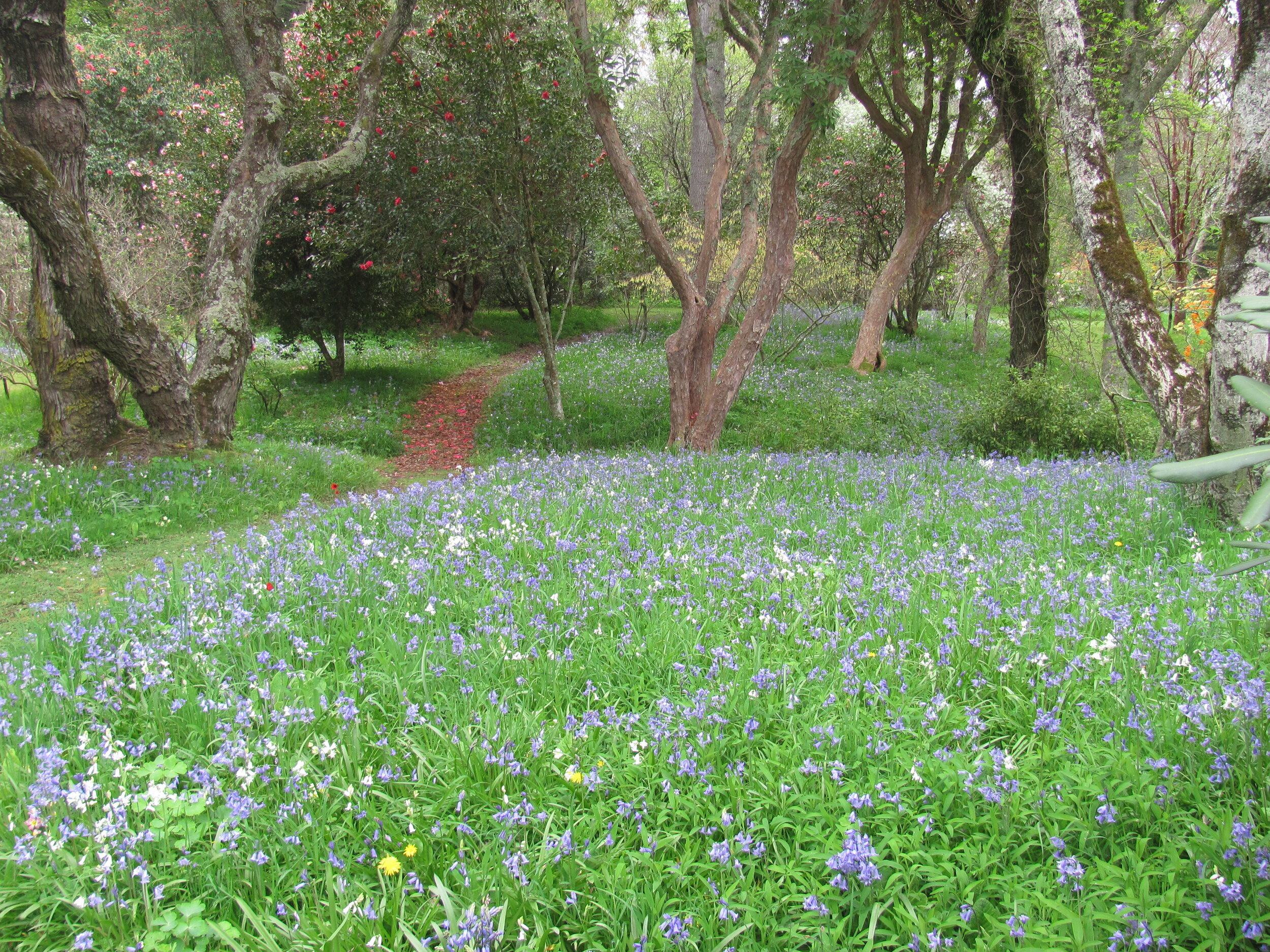 Bluebells off the side lawn 1 8.10.13.JPG