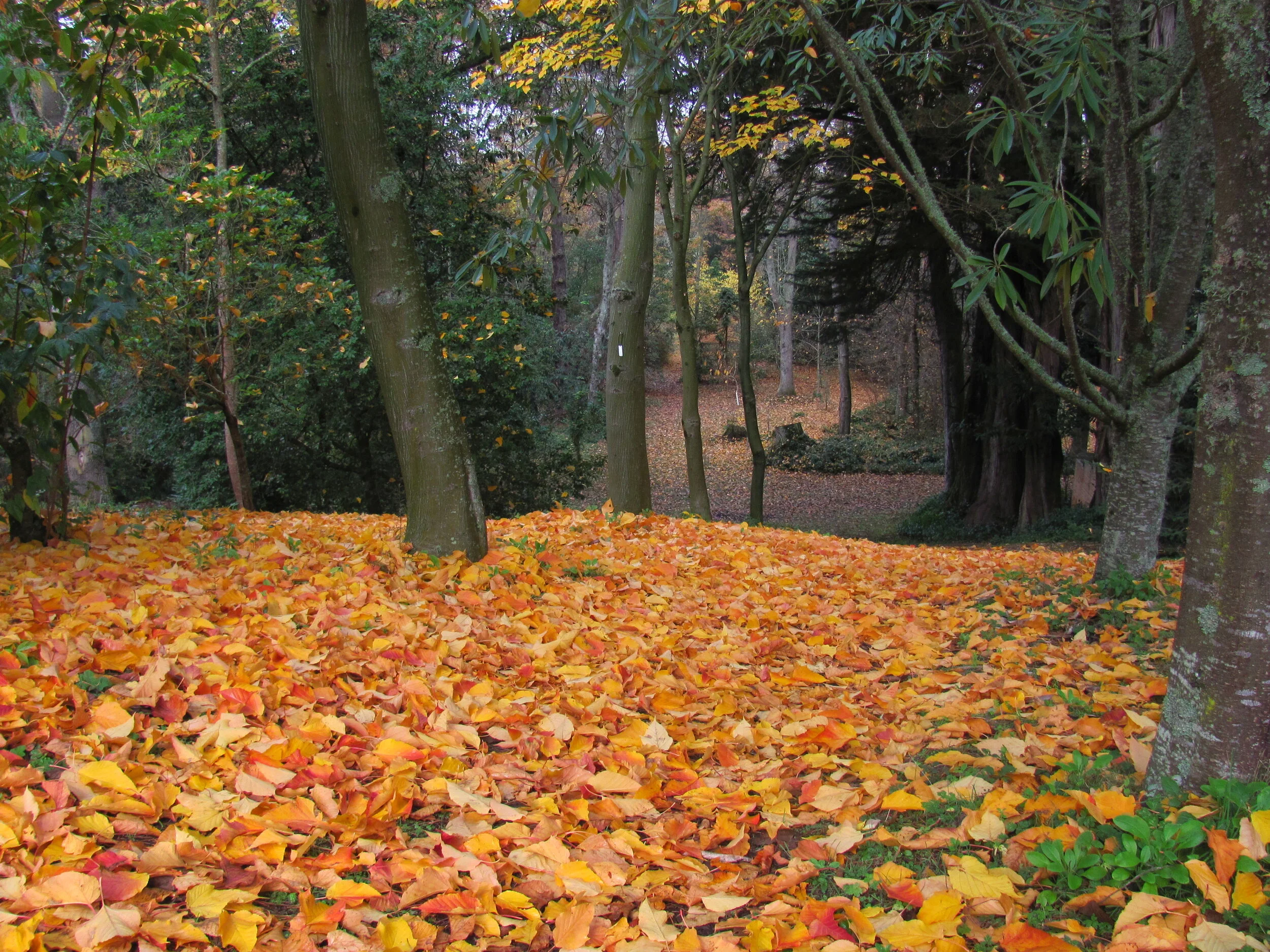 Acer capillipes Gwavas Garden 3.6.2017.JPG