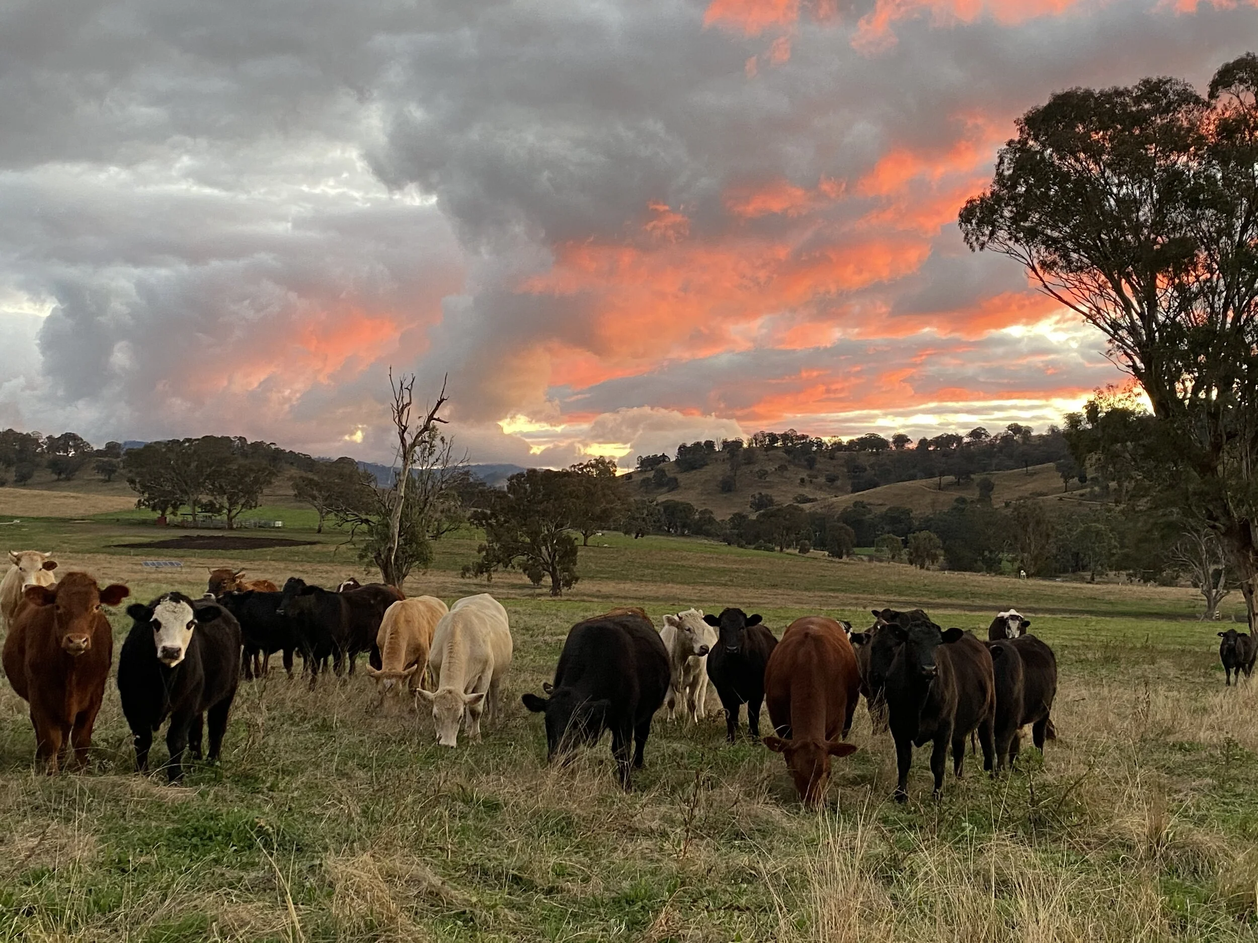 Kerry Swain - 2124F7D3-604A-46DA-BF68-EDDA73AAA285.jpeg