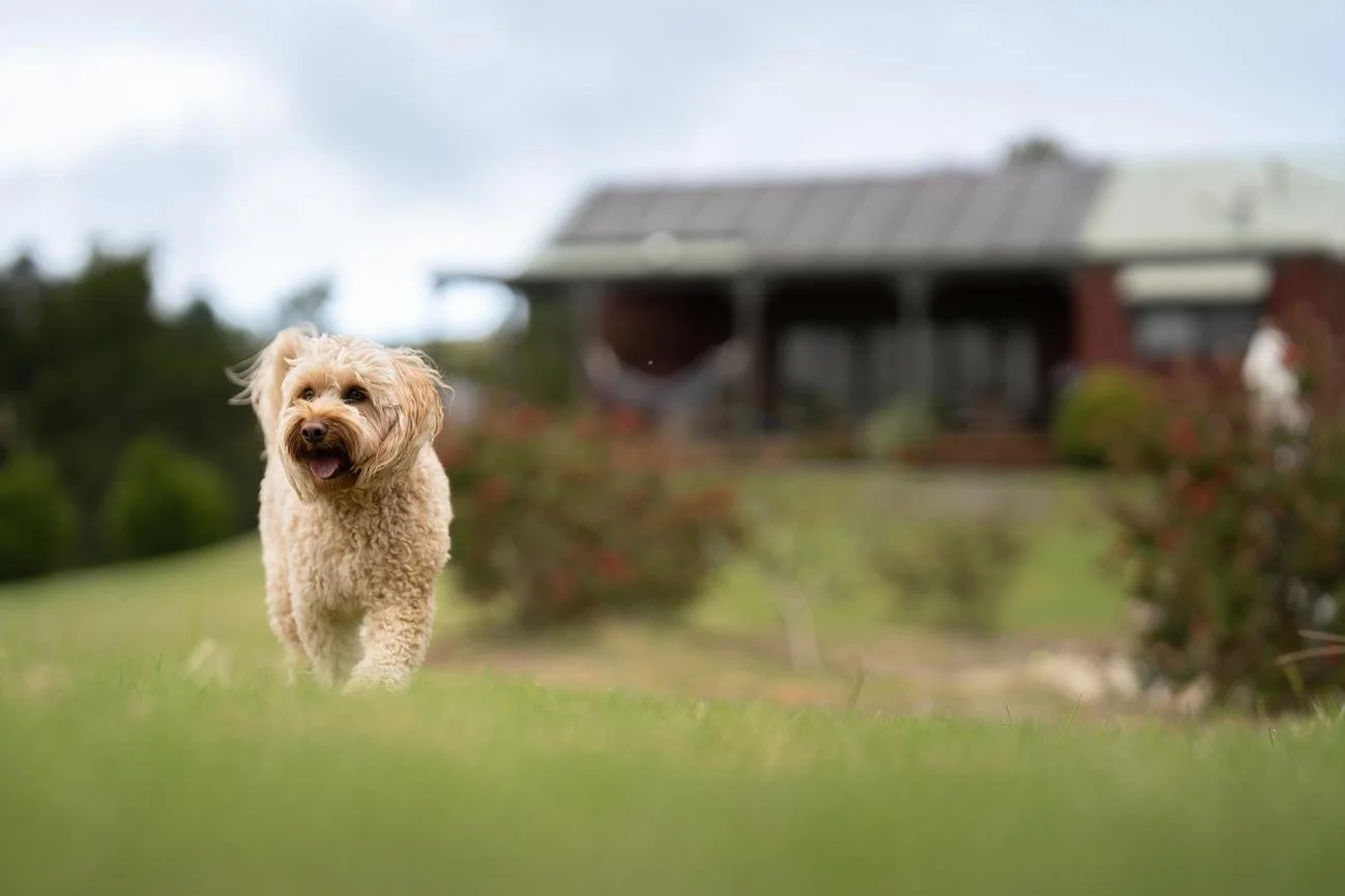 3 Pet Friendly Stays in Rural New South Wales