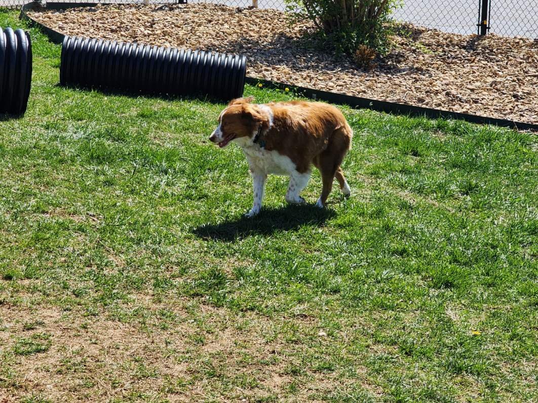 WILLOW AT DOG PARK 1 2024.jpeg