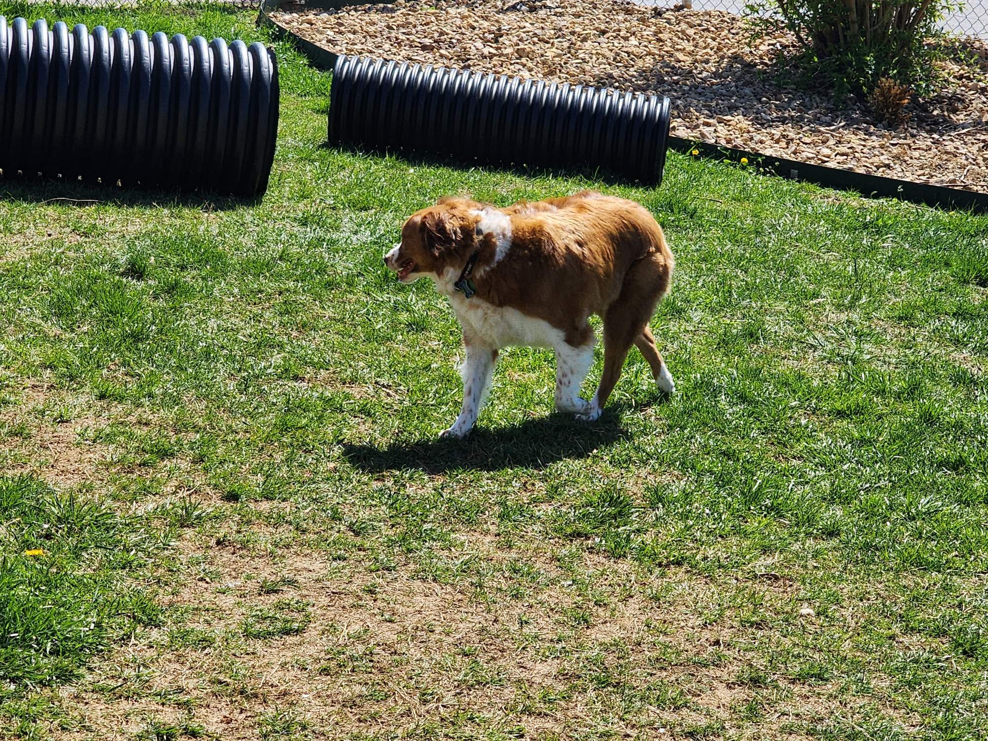 WILLOW AT DOG PARK 2 2024.jpeg