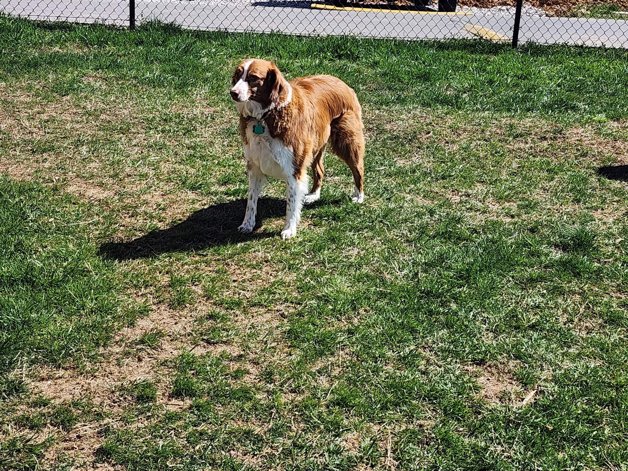 WILLOW AT DOG PARK 3 2024.jpeg