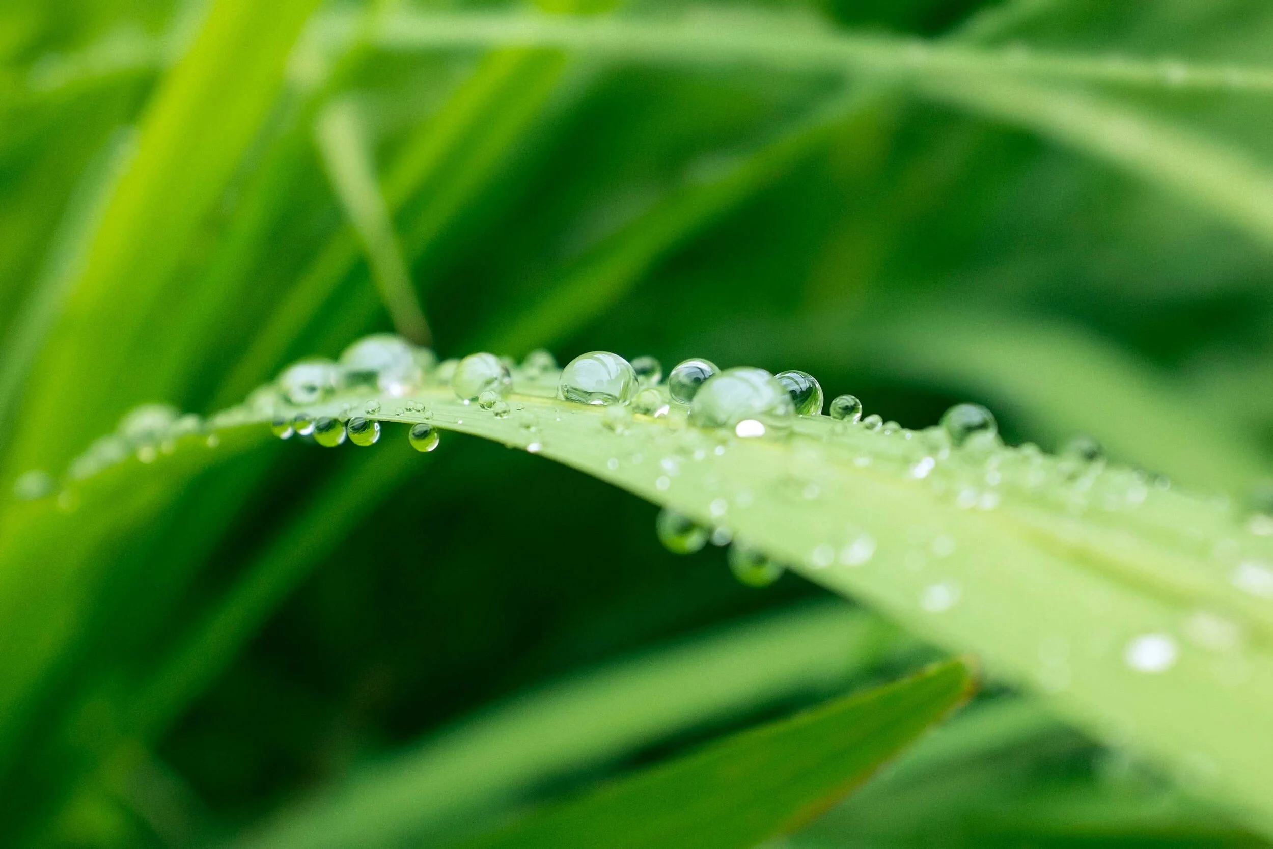 GreenNature-Products-Header.jpg