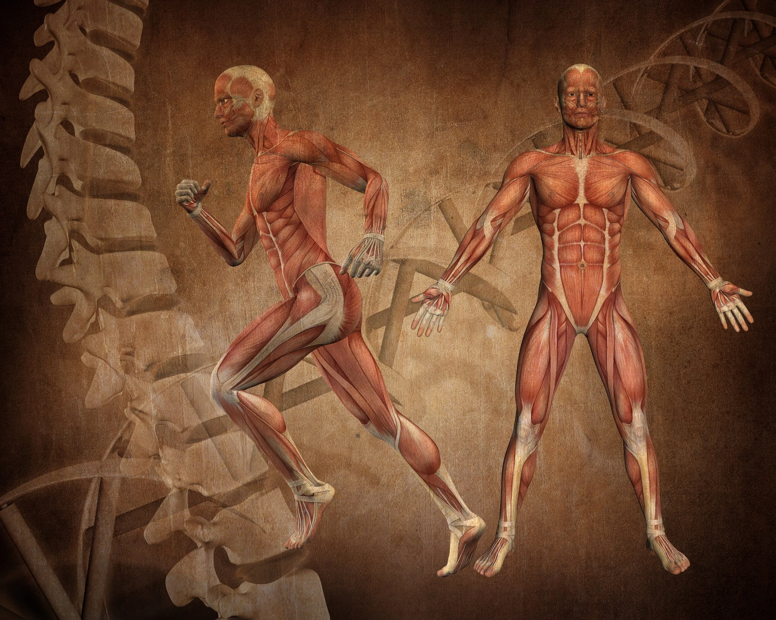 "The Architecture of Bone Growth: Vitamin D3 &amp; C's Role in Skeletal Strength"