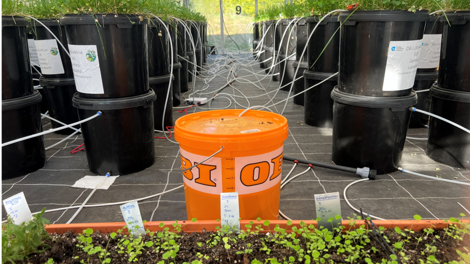 Flower power in the greenhouse: Small strips, big impact