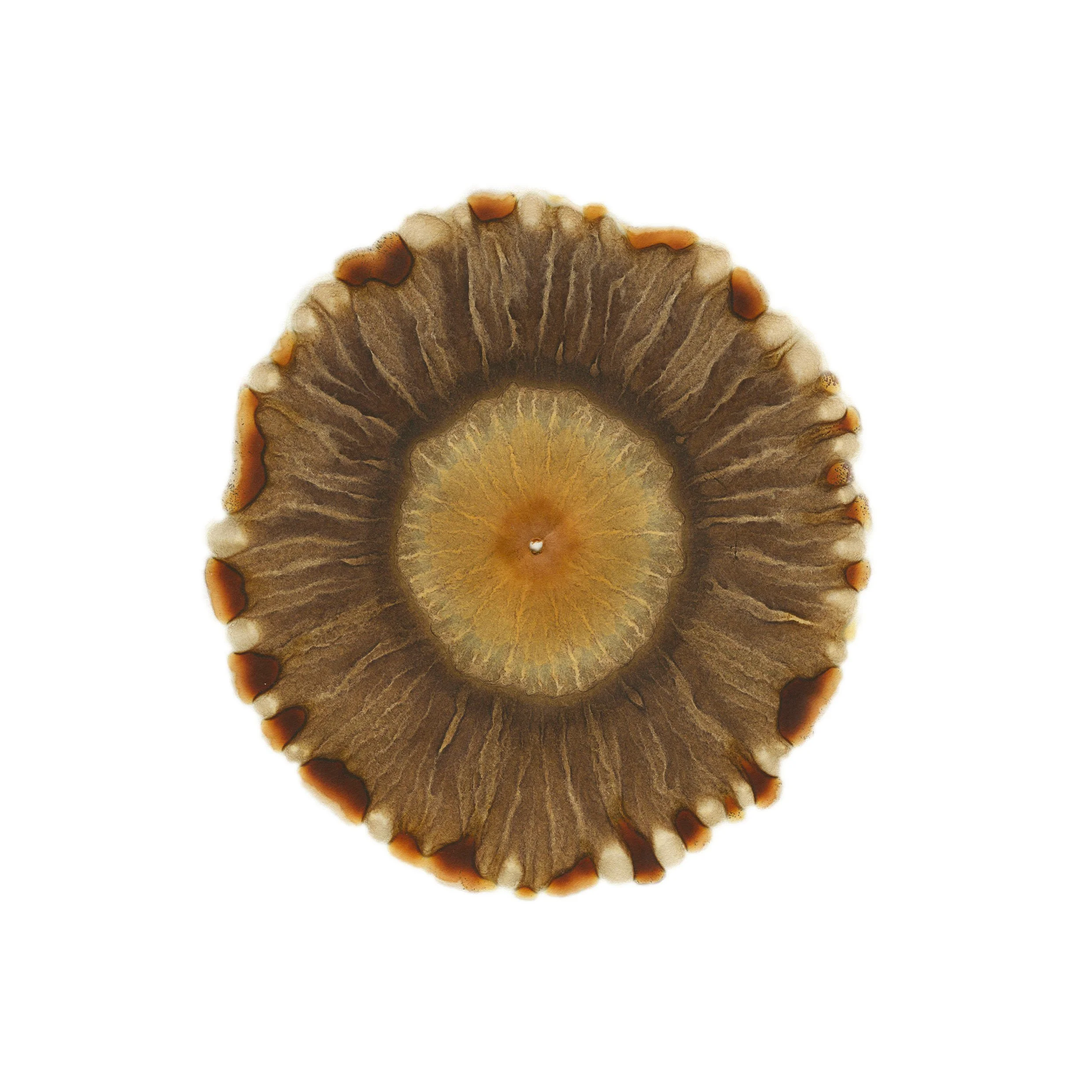 13 SG  Waterford.jpg