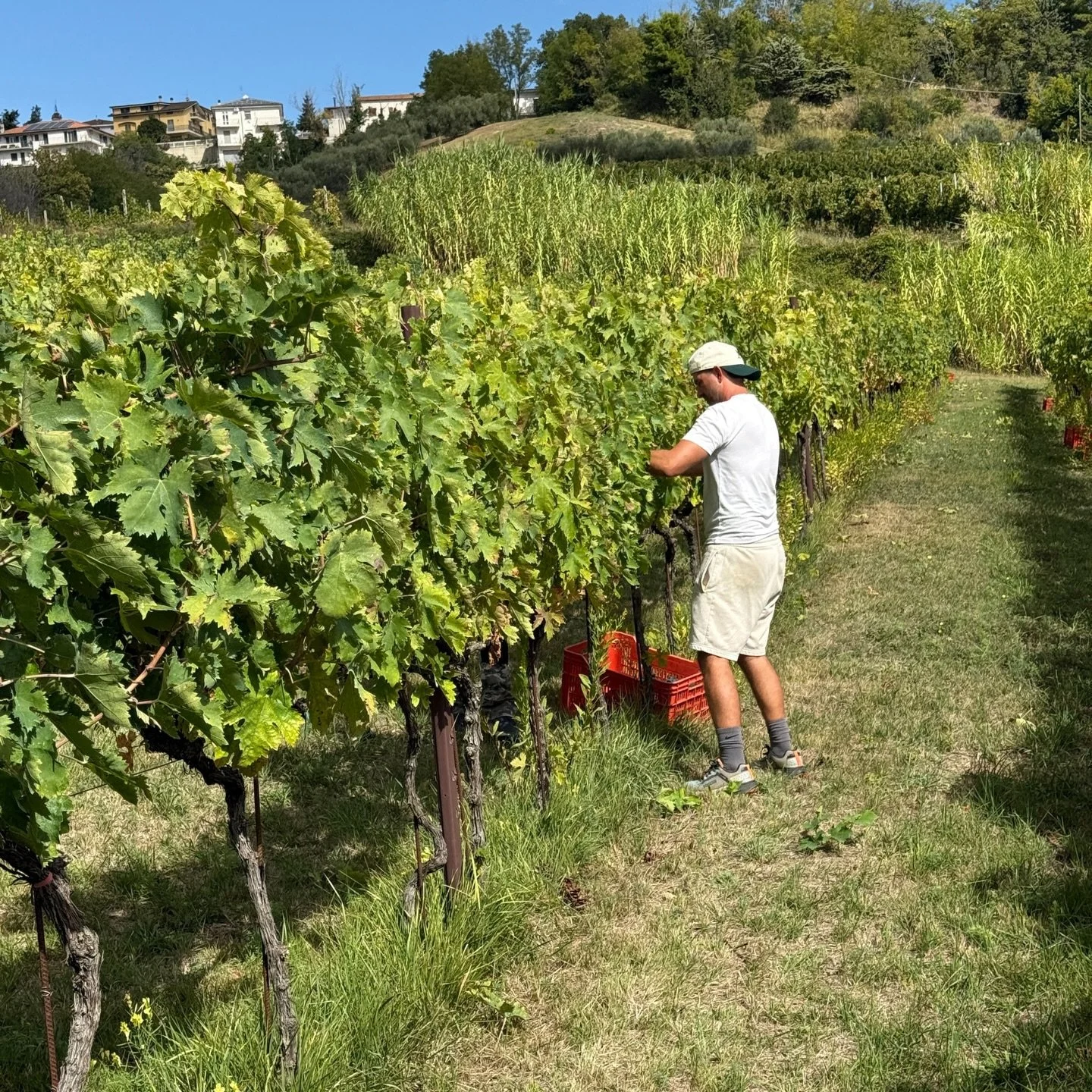 From the vineyard to your glass 🍷

Each year, Charlie cares for the vines at Casa Leopardi and Casa Giacomo before taking the harvest to Cantina Castrum Morisci, where it&rsquo;s bottled into wine for our owners to enjoy.

India and Charlie chat wit