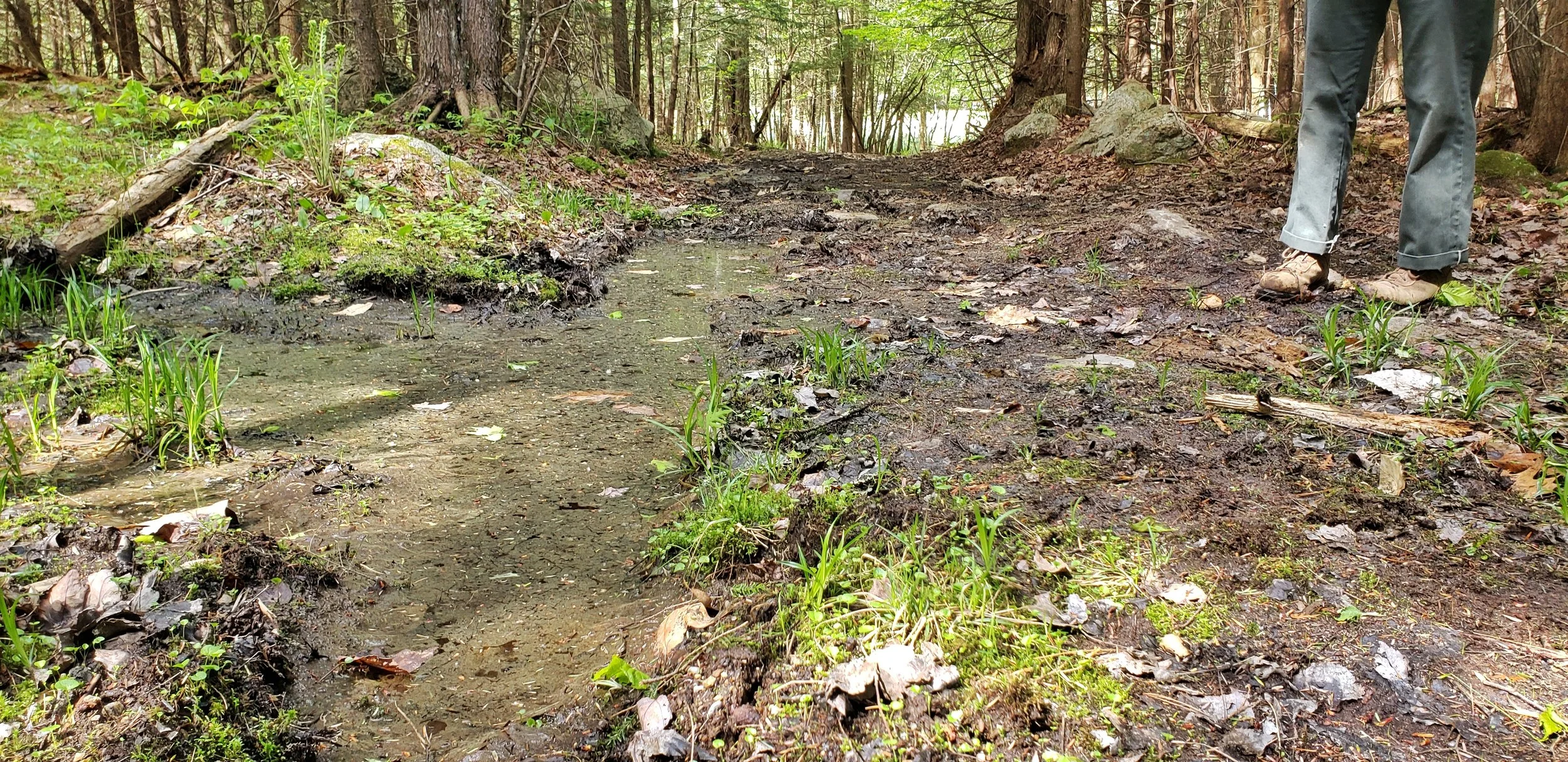 Jay’s ‘Apple Blossom Trail’ Gets Some TLC — Maine Trails Coalition