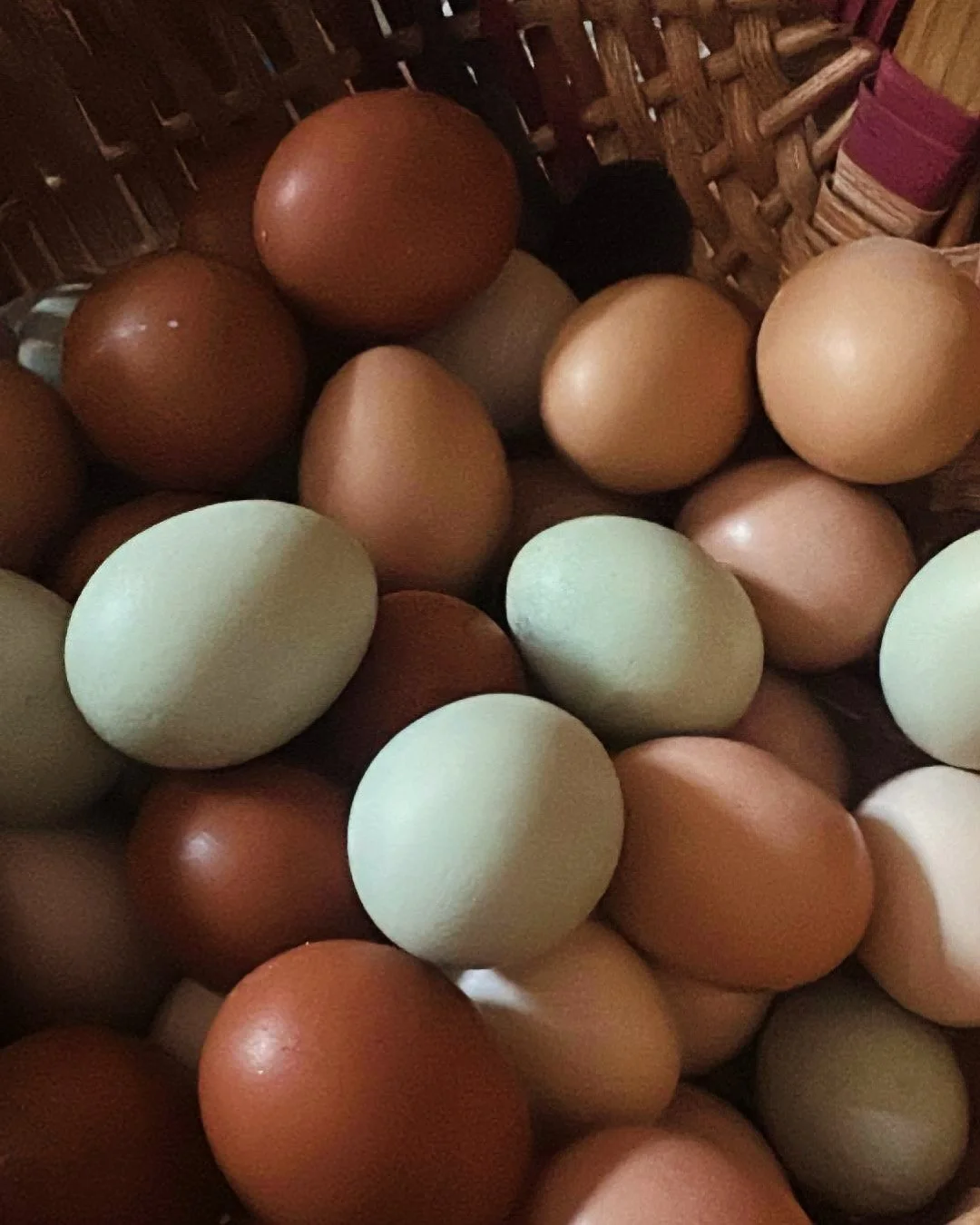 1 Dozen Fresh Chicken Eggs