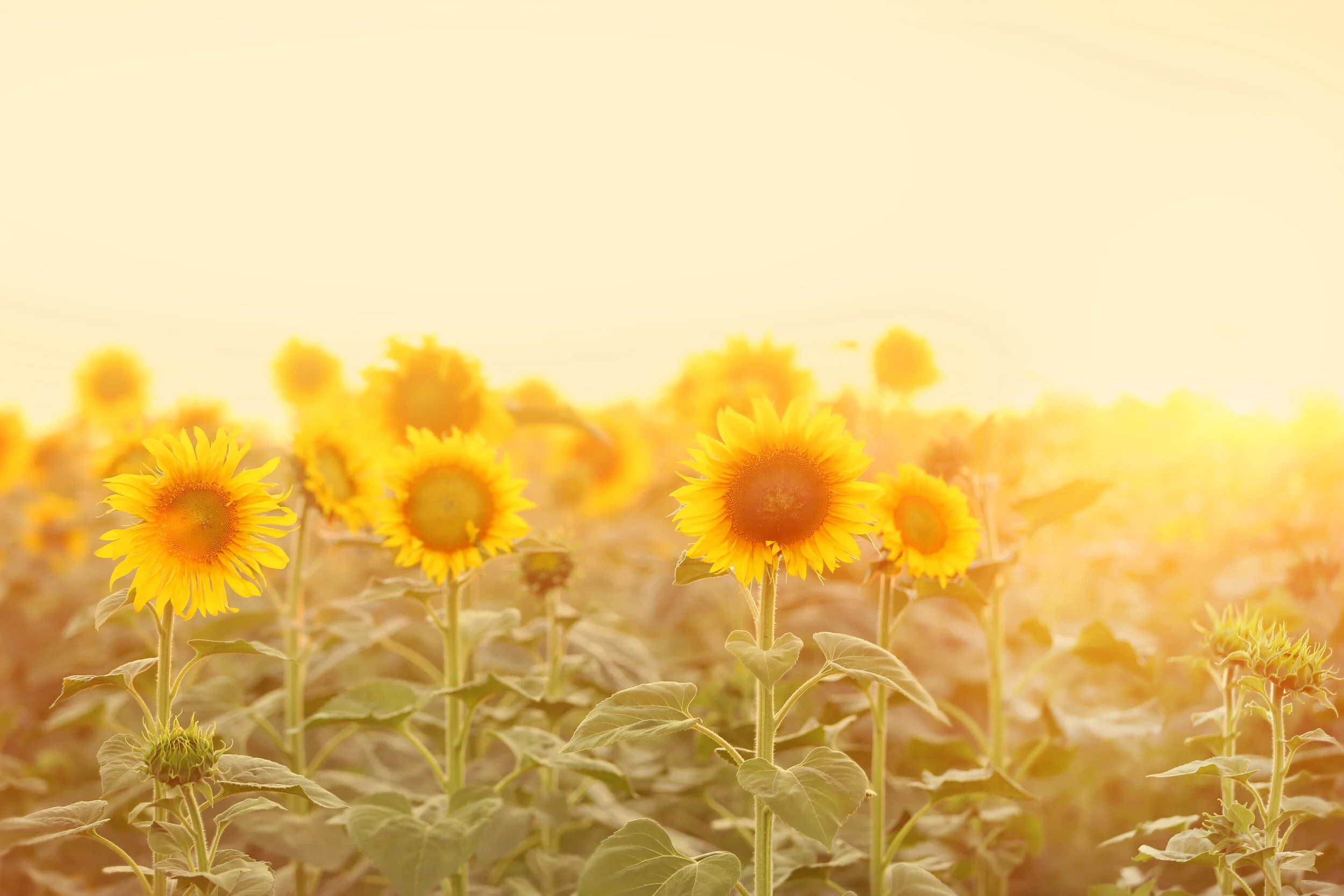AdobeStock_125189878.jpeg