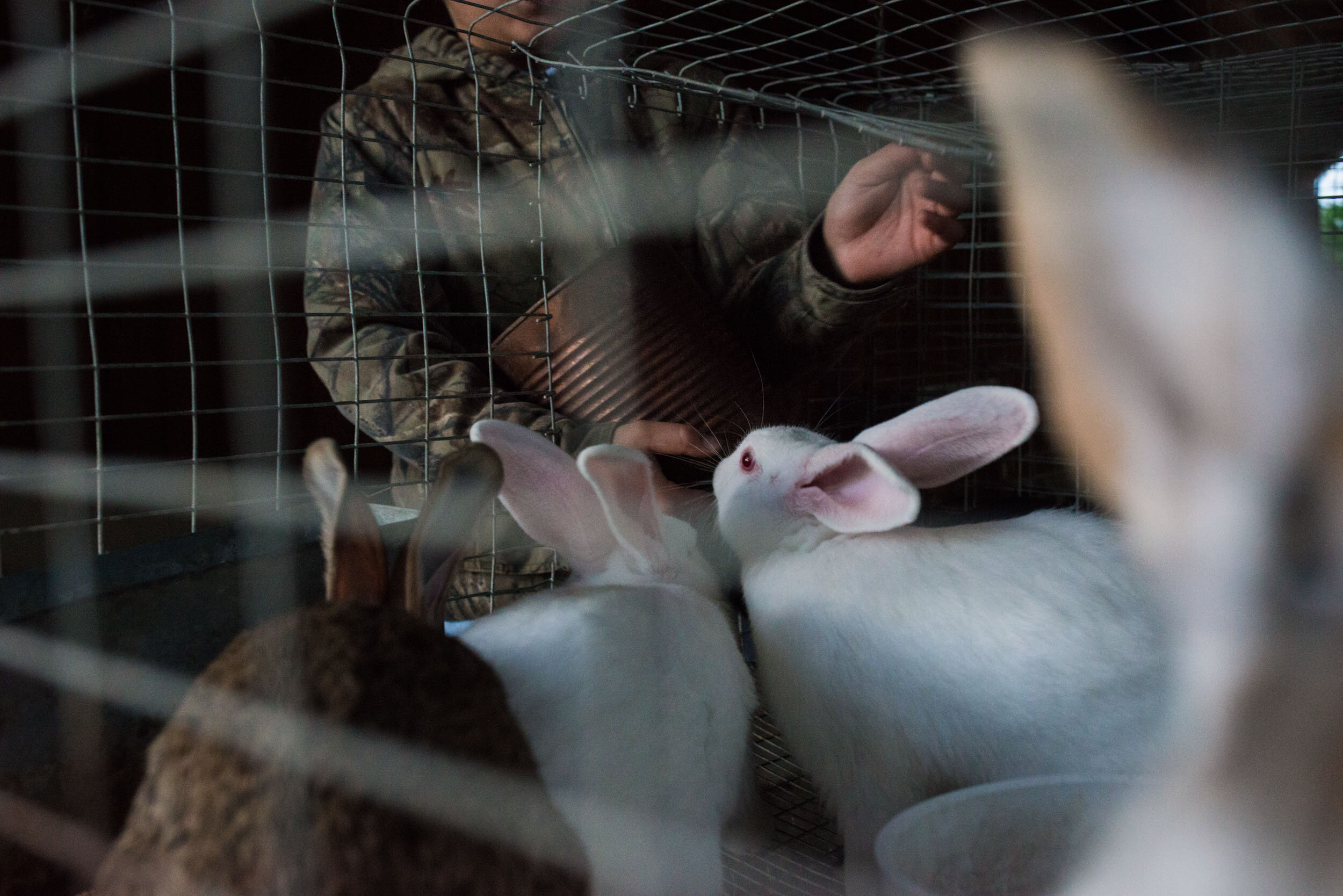 During his morning routine Travis tends to the litter of rabbits that he’s responsible for.