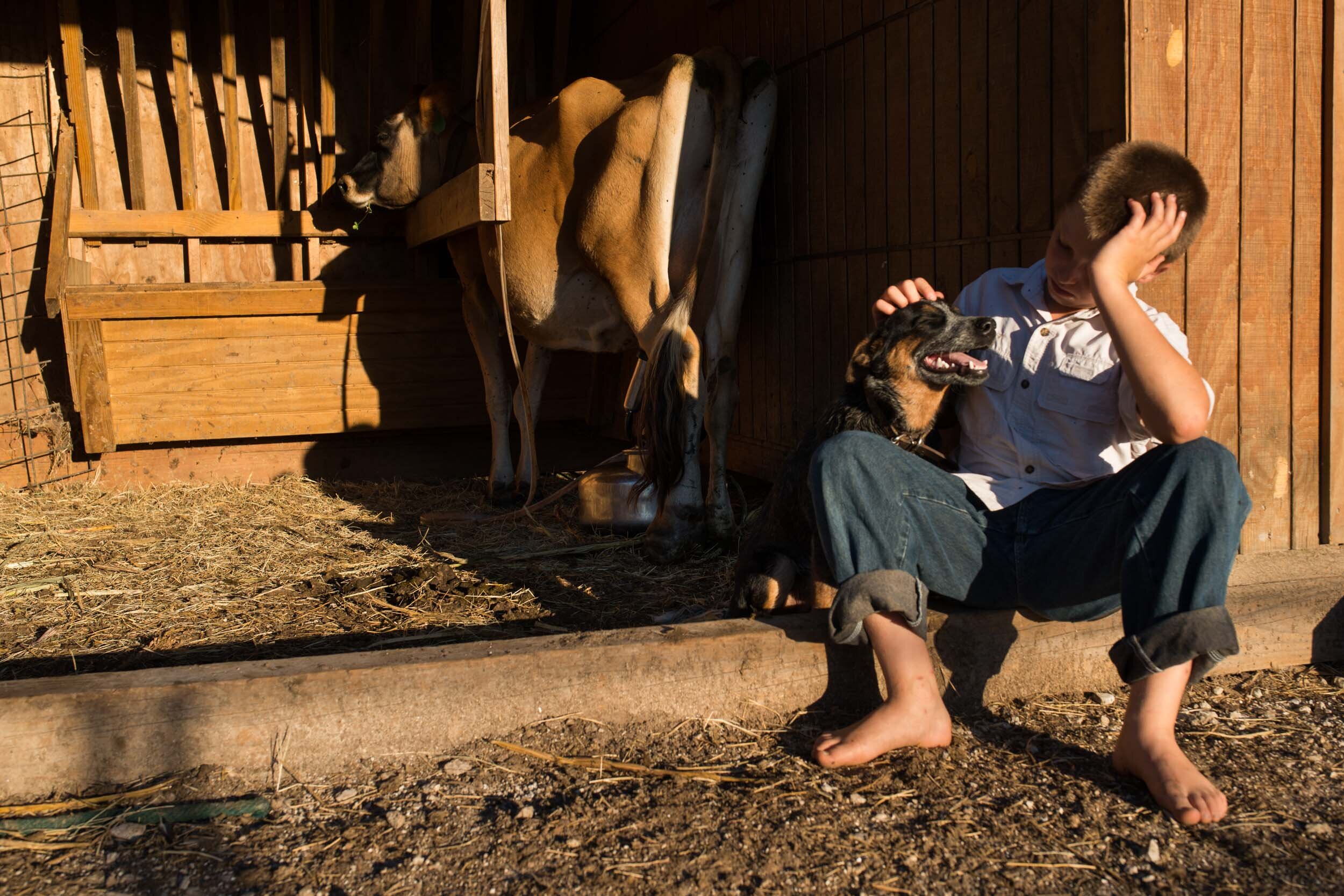 Austin waits patiently with “Blue,” his cow dog, while an automatic milking-machine pumps their milk cow in the barn. Austin has been training “Blue” how to herd cattle on command.