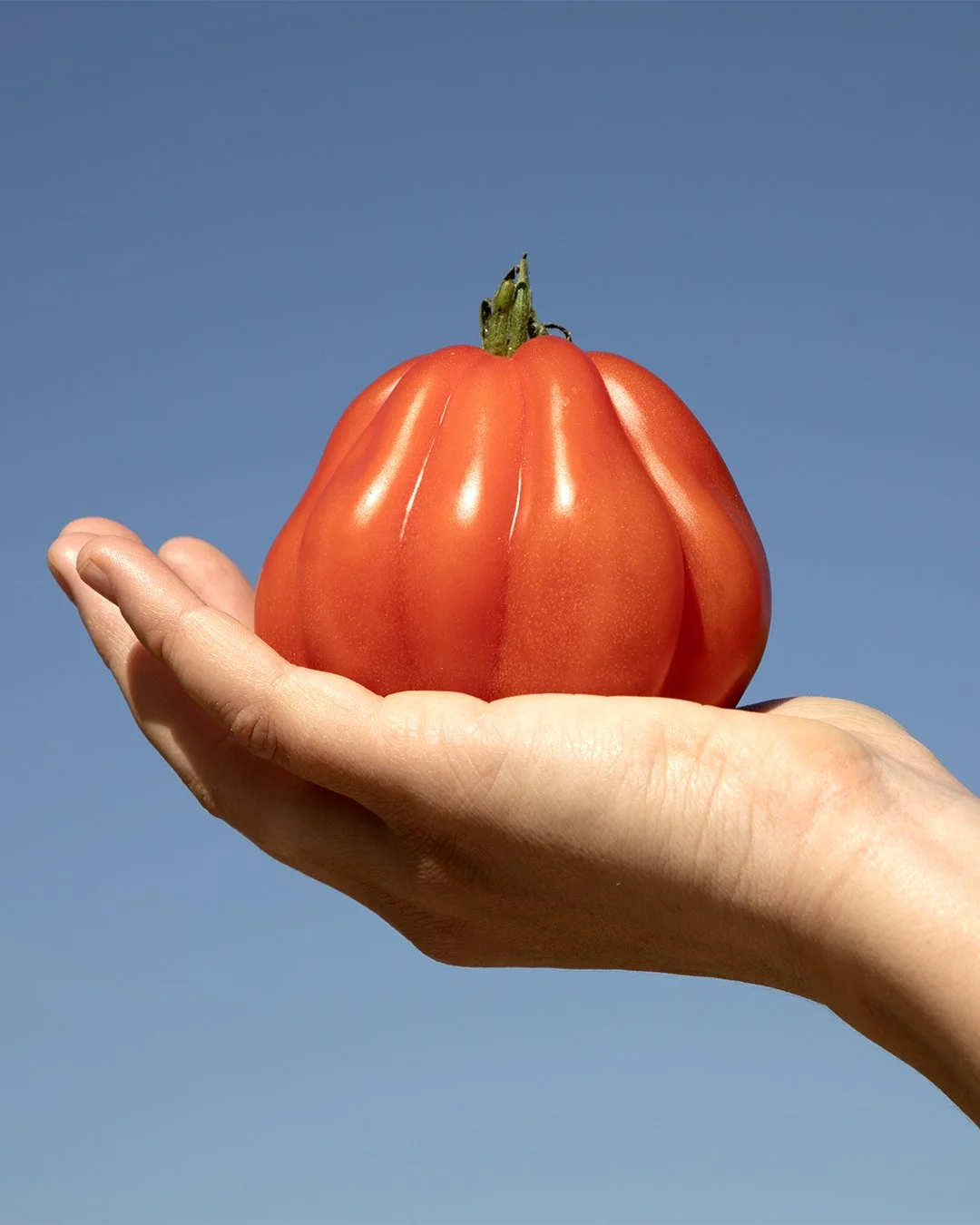Isle of Wight Tomatoes