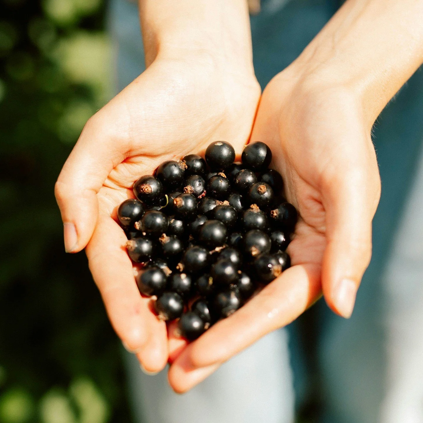 The Blackcurrant Foundation