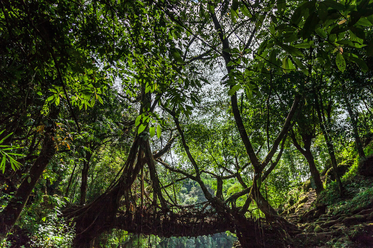  Living Root Bridge, Riwai, Meghalaya, India 