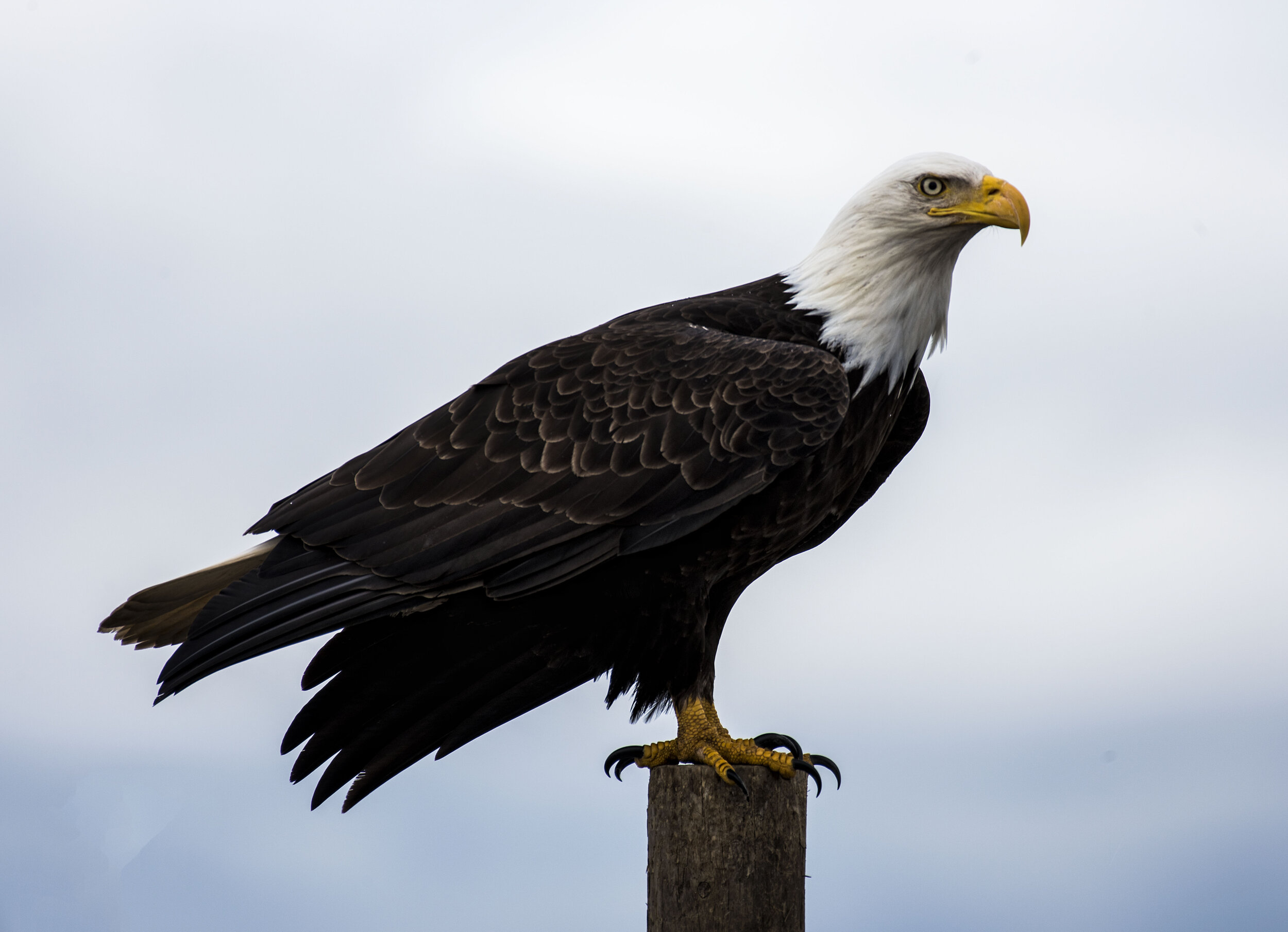 _DSC1226 - Copy.jpg