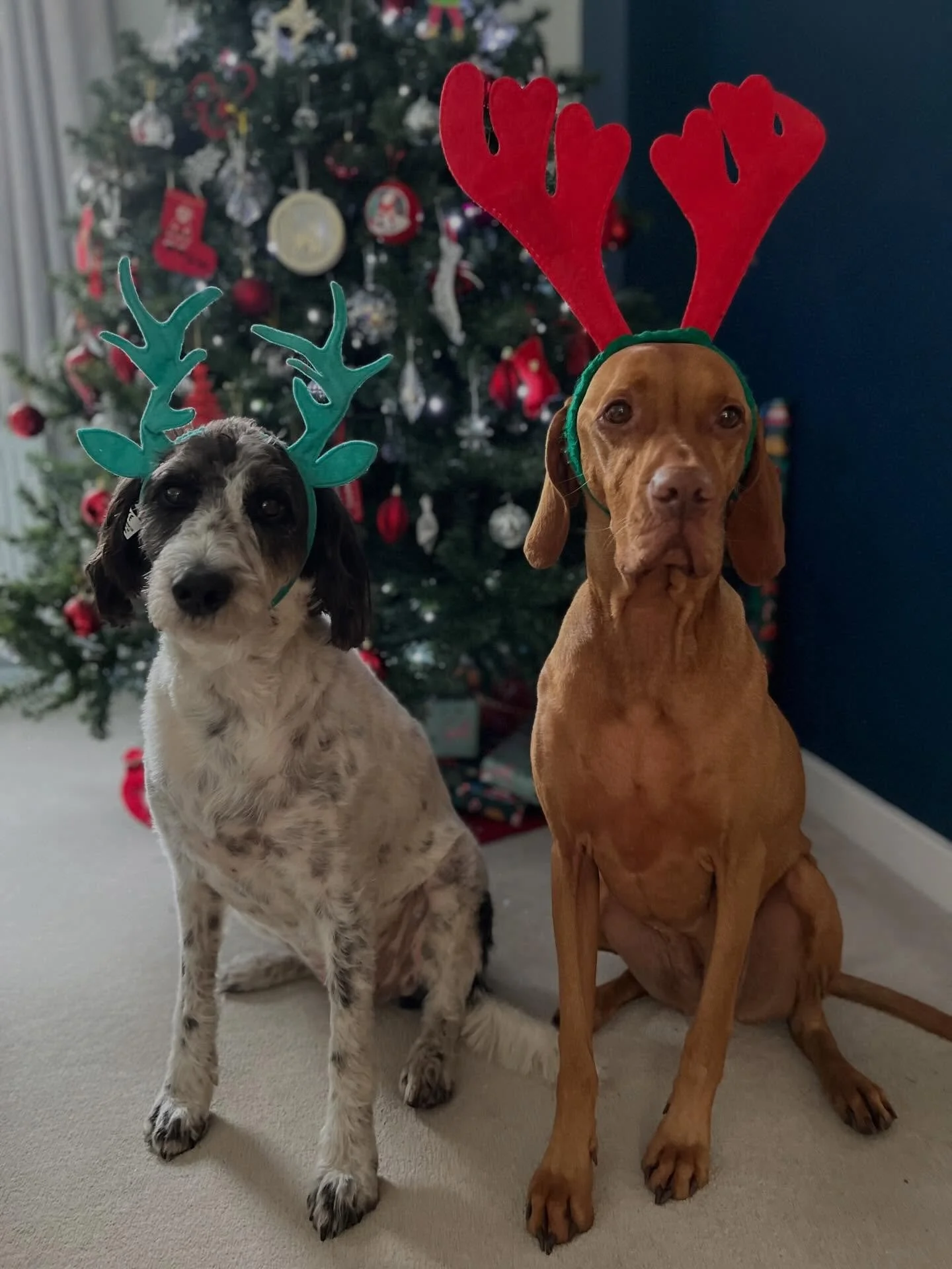 It&rsquo;s time&hellip; 🎄💚

My out of office is officially on, I&rsquo;ve got pressies to wrap and mince pies to eat. But I couldn&rsquo;t sign off without wishing you a very merry Christmas and a happy new year!

A HUGE thank you for all your supp