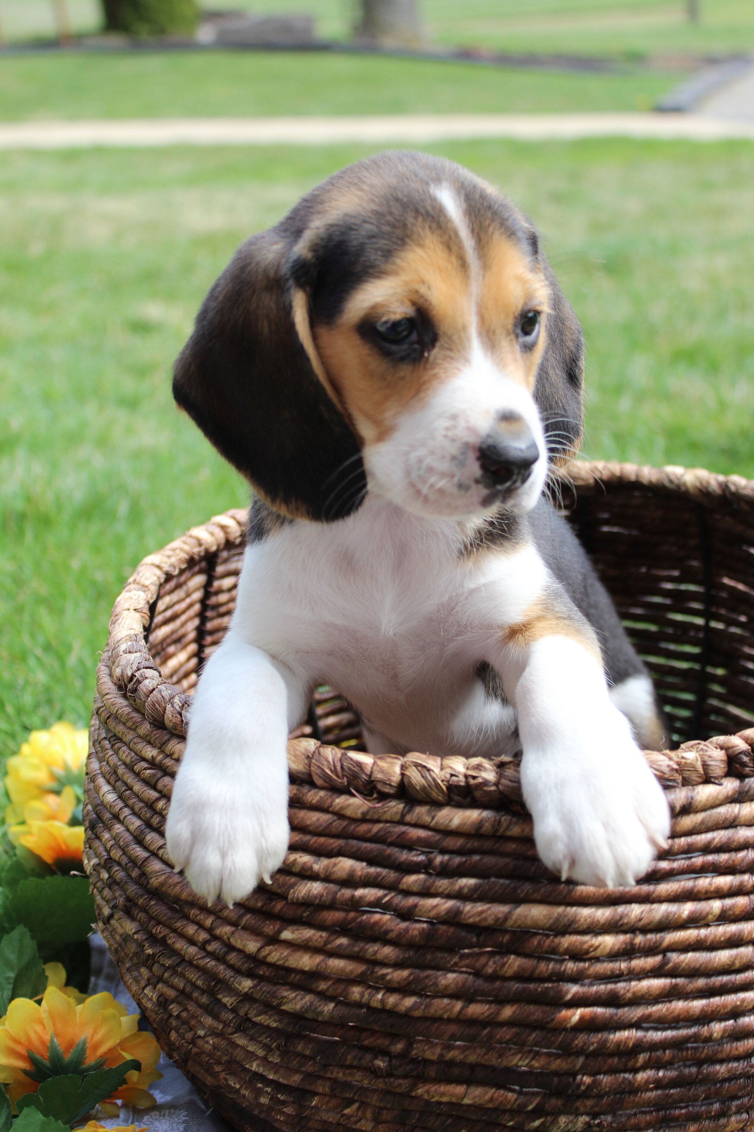 Beagle — Puppies — Ohio Country Puppies