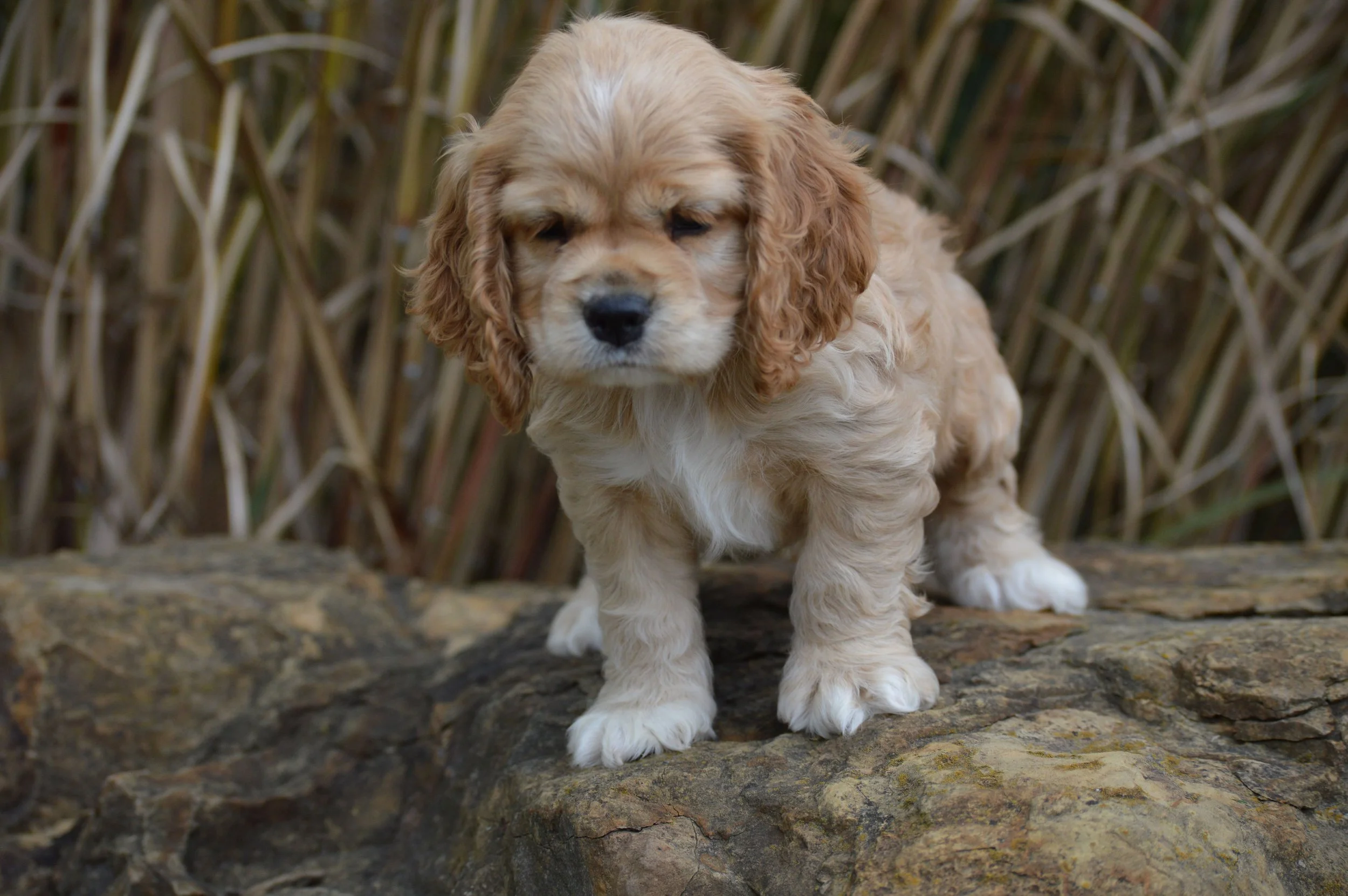 Blonde Cocker Spaniel Puppies