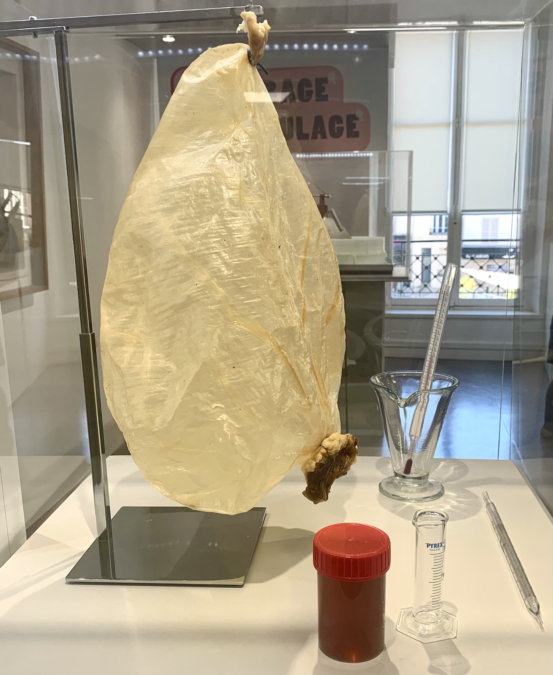 A cow’s fourth stomach, from the Brie Museum