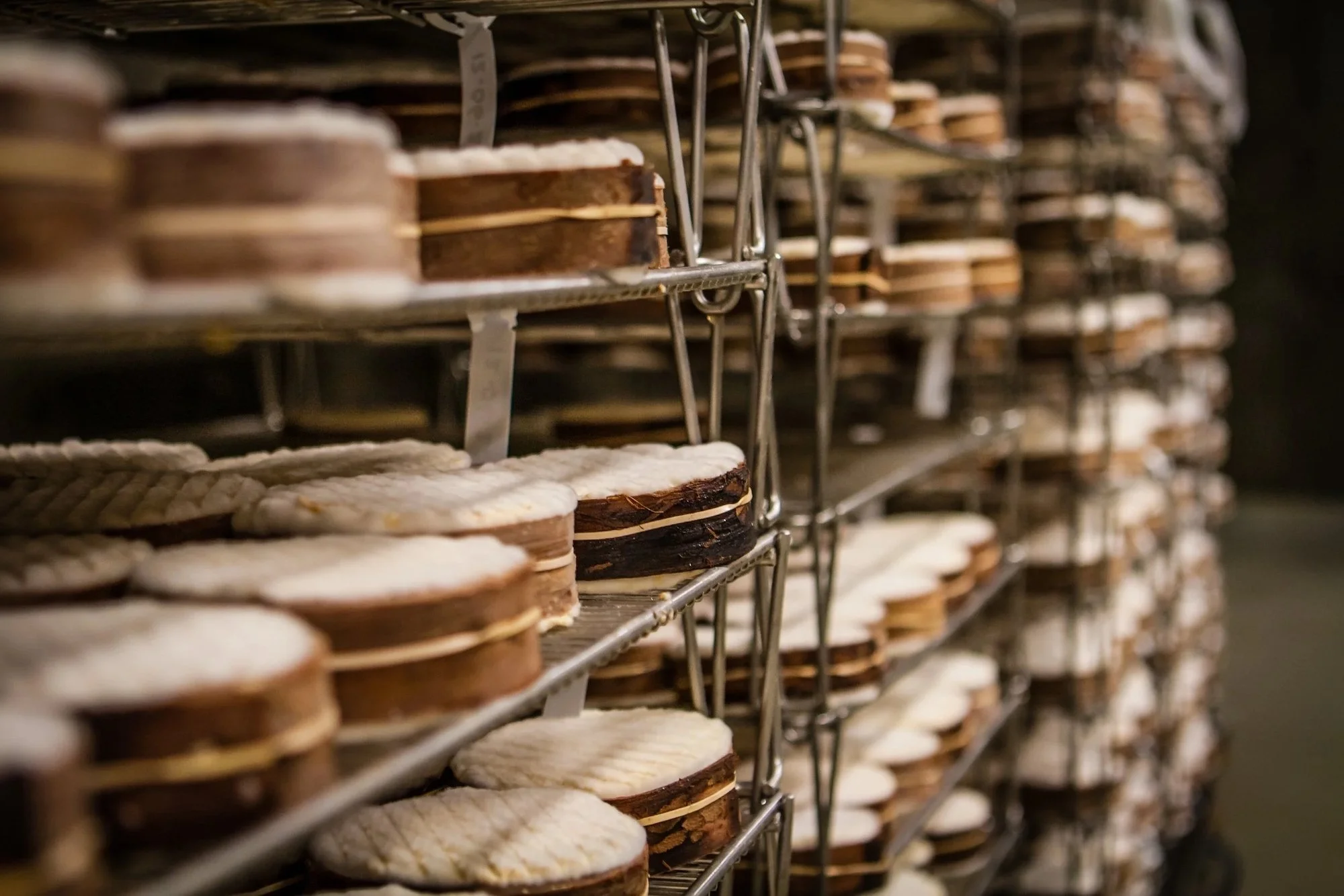 Washed-rind cheeses aging at The Cellars at Jasper Hill