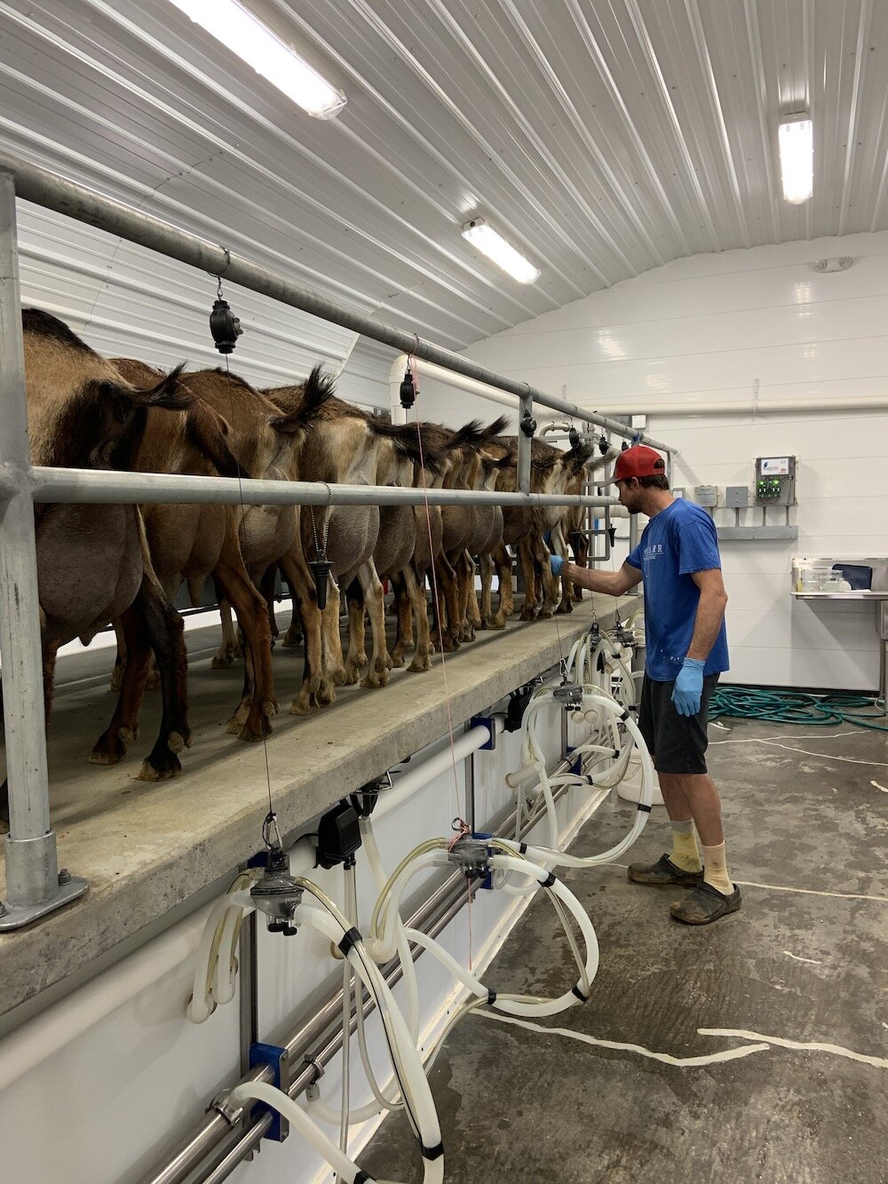 Creameries Making Cheese for a Cause 