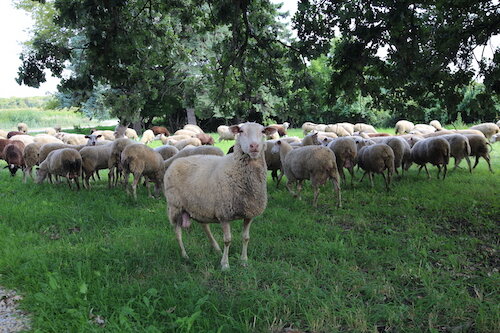 Cheese Lover’s Guide to Minnesota