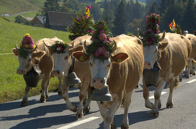 Cows in L'Etivaz by James Stringer  is licensed under  CC BY-NC-ND 2.0