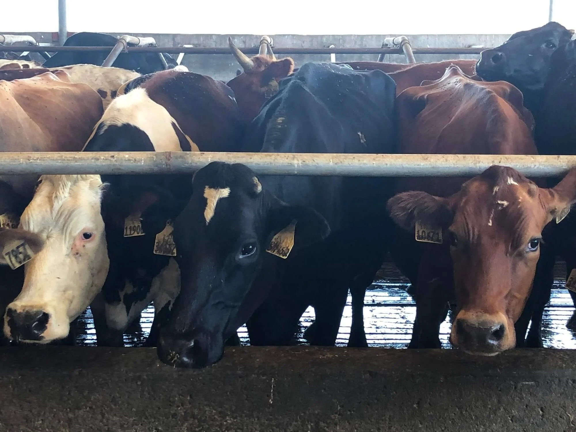 Is Cheese Made with A2 Milk the Next Big Thing?