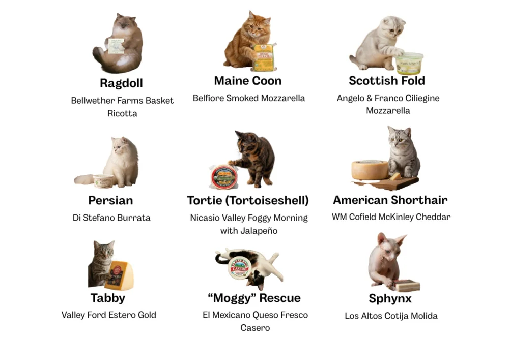 Types Of Cat List