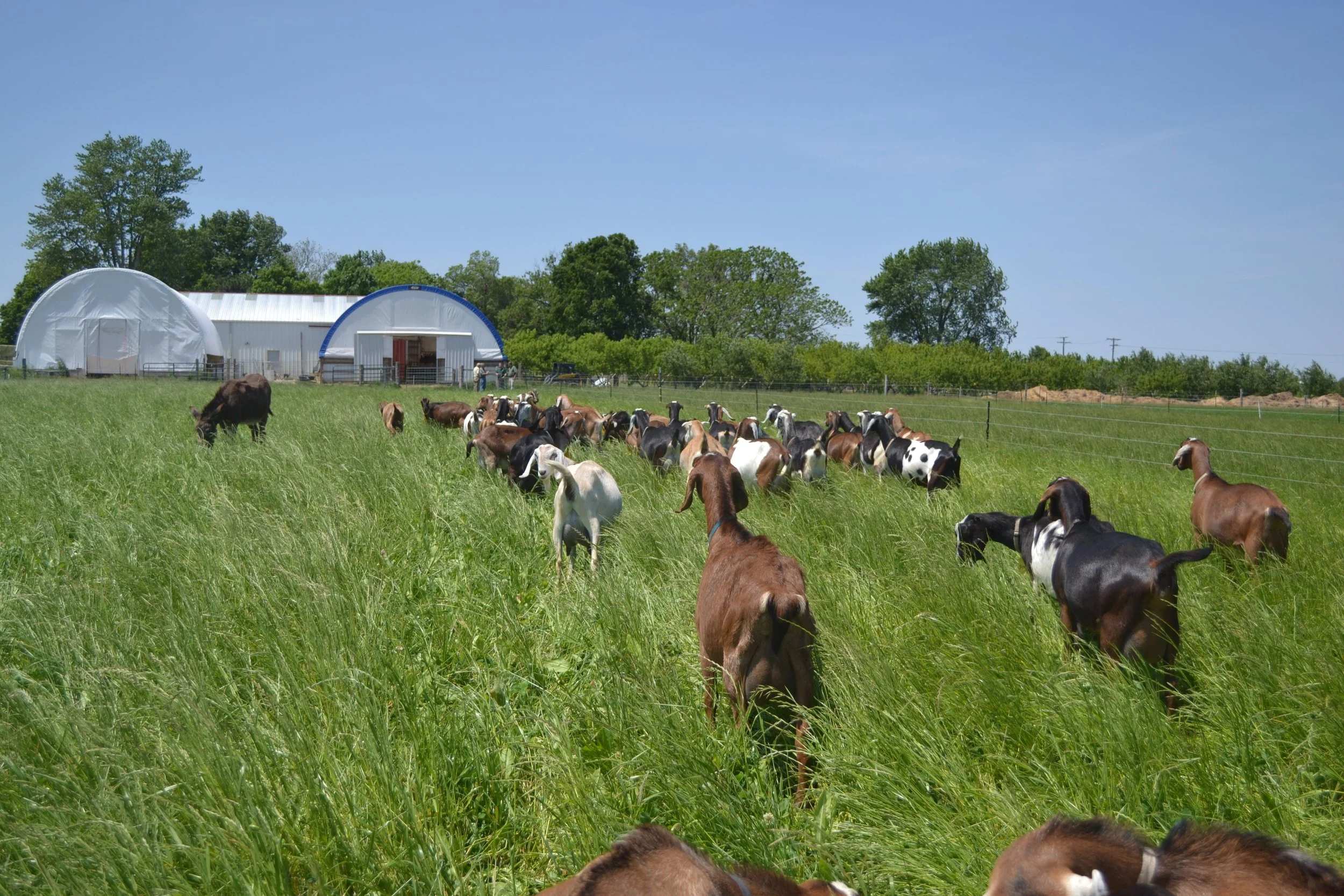 Goats in pasture