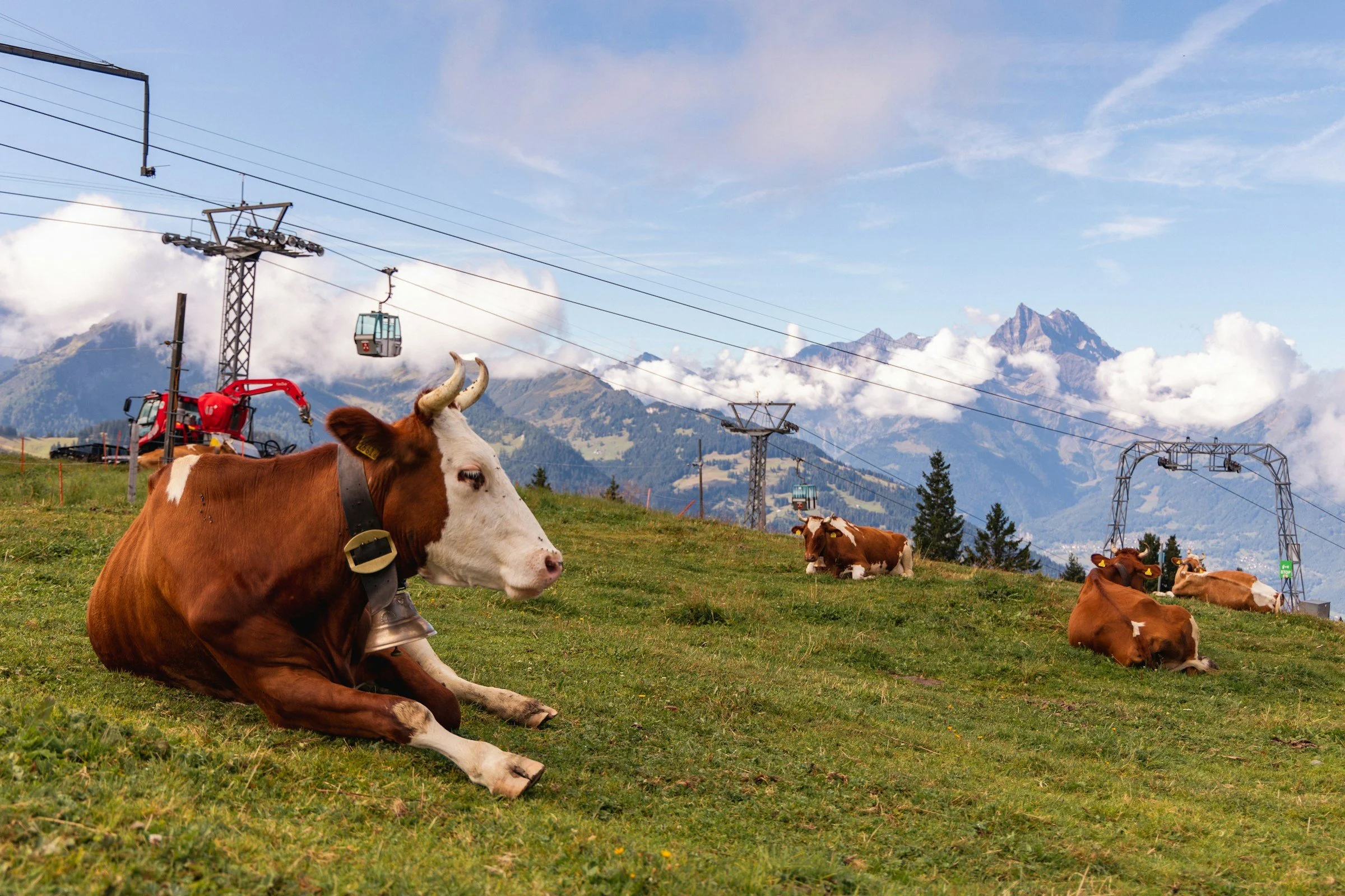 Cows in the Swiss Alps