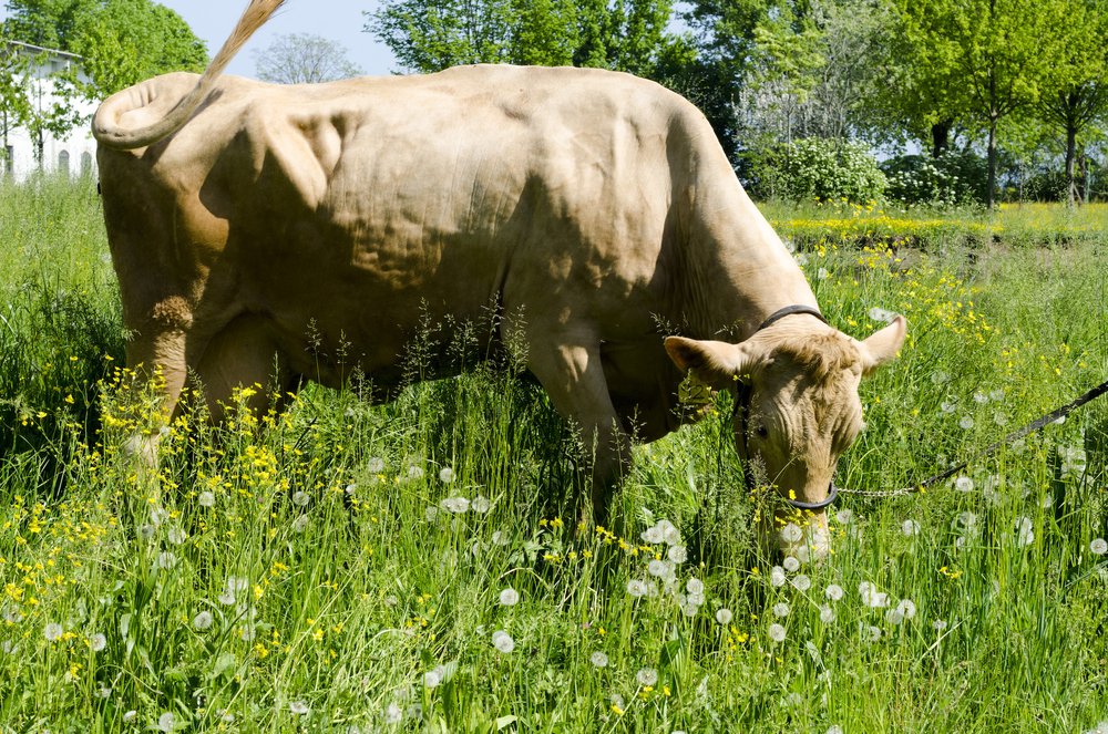 Rossa Reggiana cow