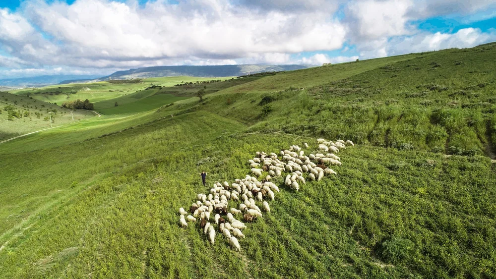 How Sinnos is Creating New Sardinian Cheeses with a Nod to Heritage ...
