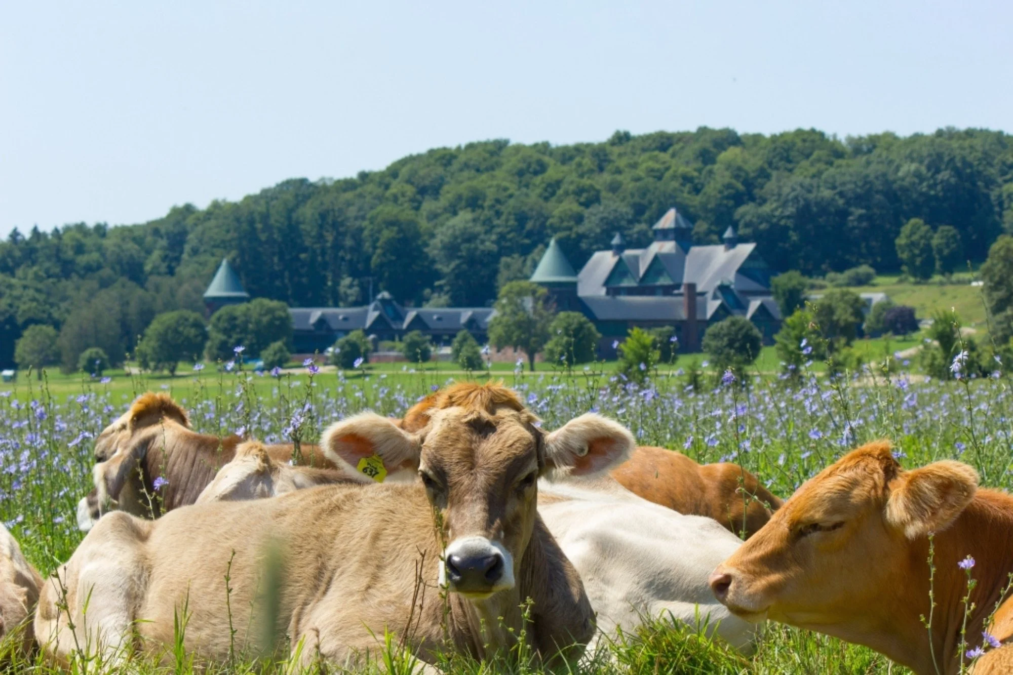Cows