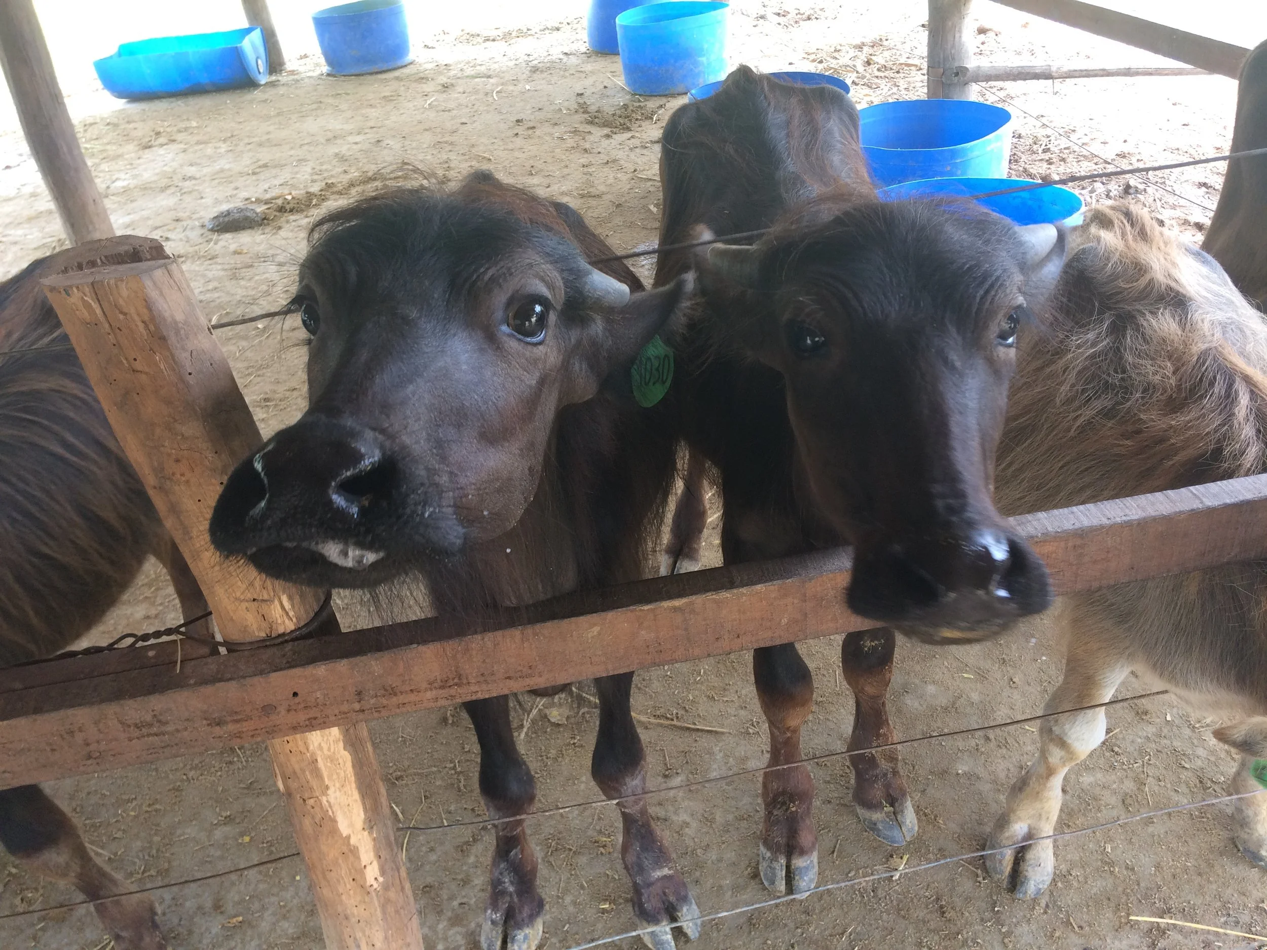 Buffalo on the Laos Dairy Farm